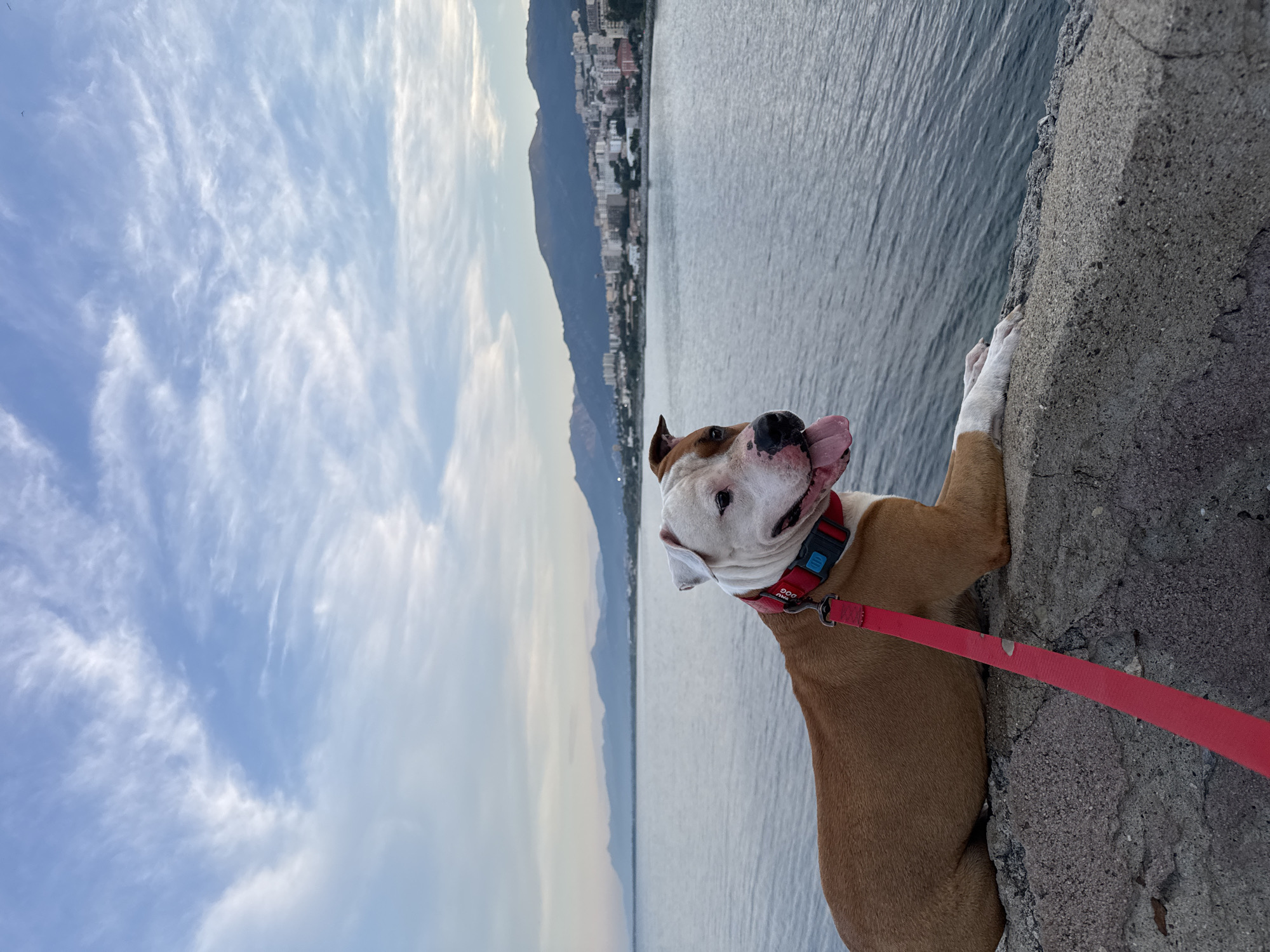 Dog by the waterfront, cobblestone streets — Bastia evening