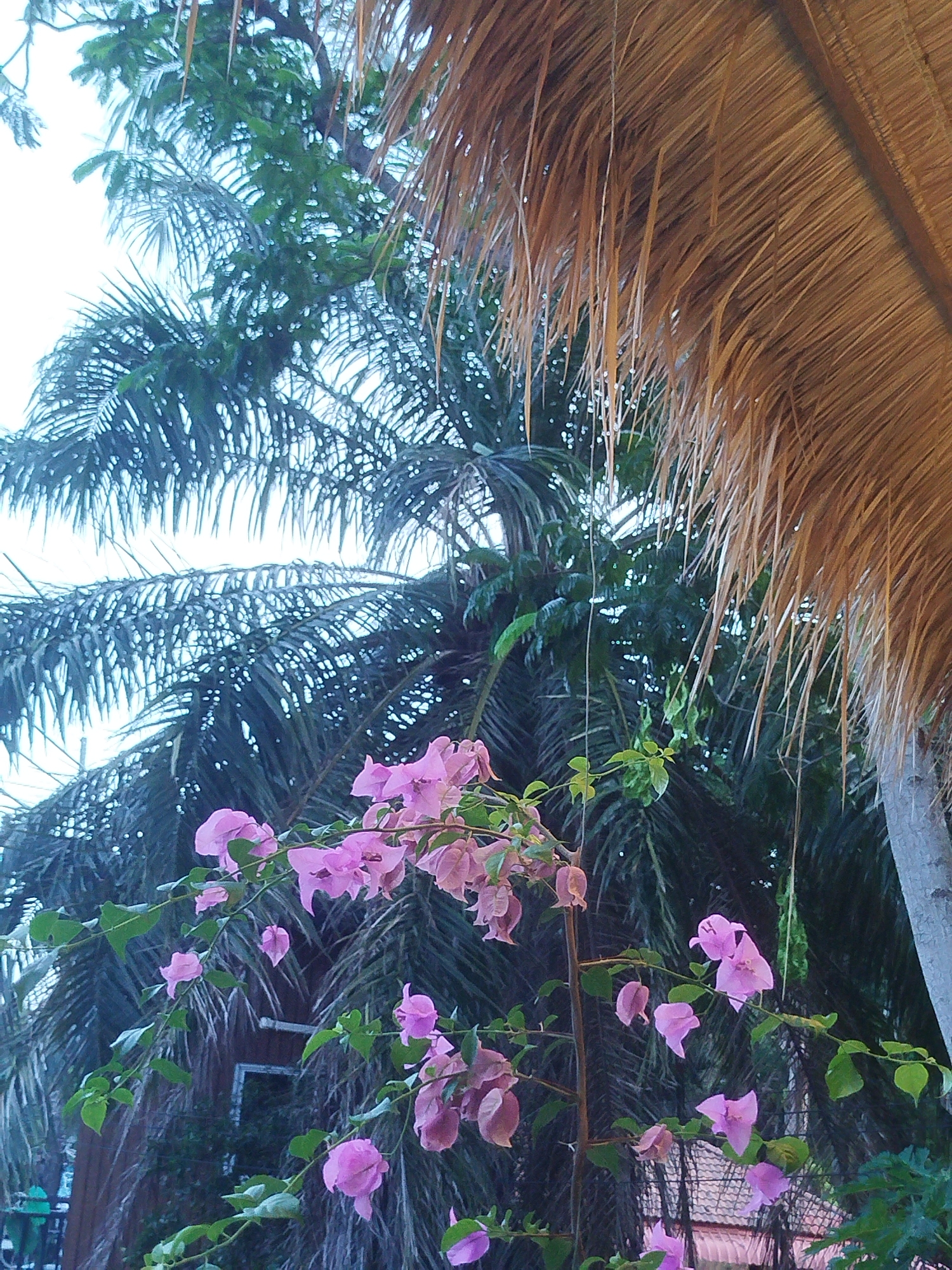 Tropical flora and rustic outdoor structures in Karon, Thailand