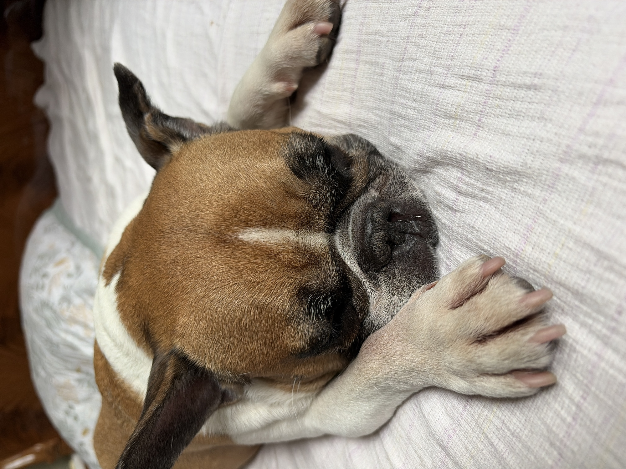 French Bulldog napping at home in Almaty
