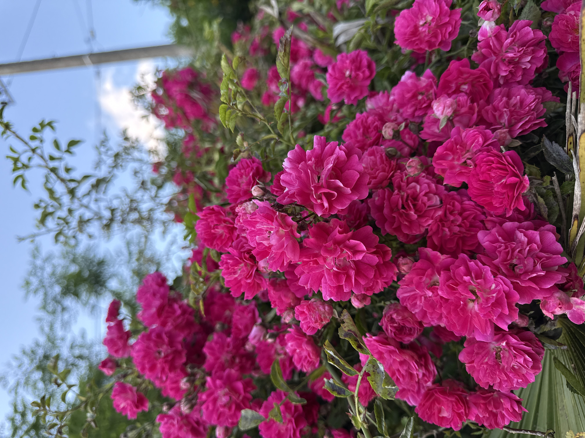 Summer afternoon at home: dogs, cats, roses, and downtime