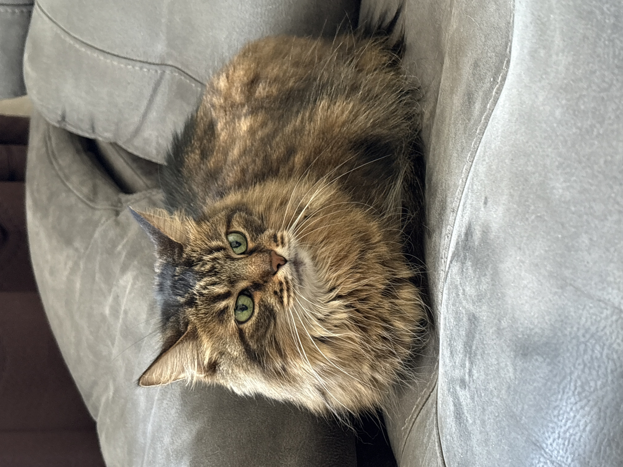 Cozy home morning in Babruysk with a cat, coffee, and collections