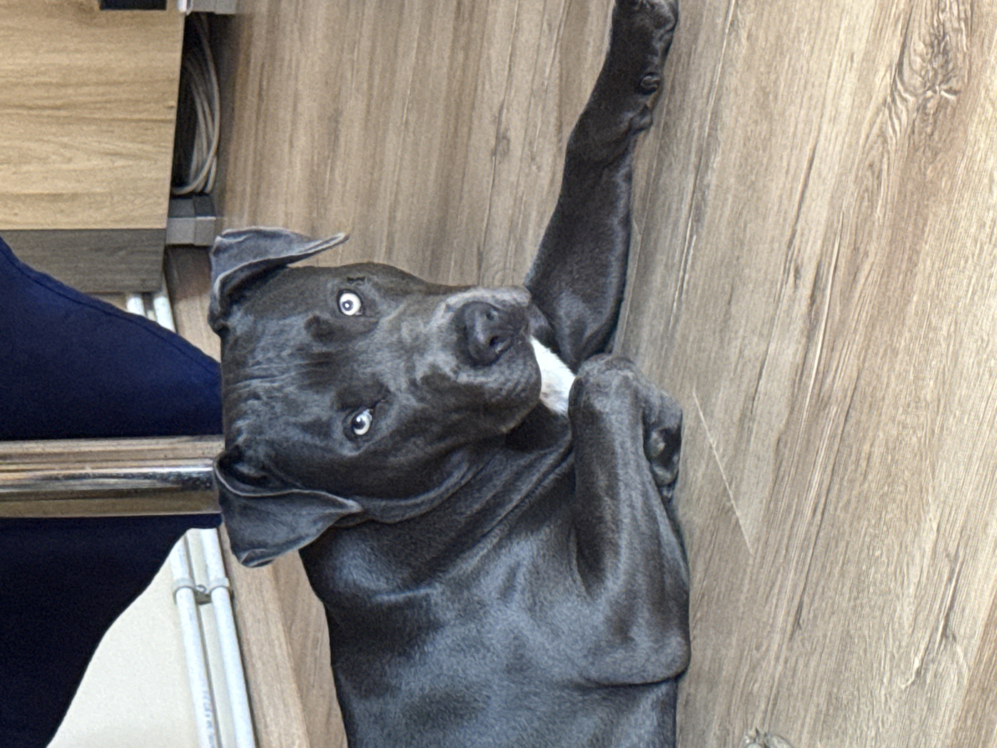 Pit bull plays with tire swing and yellow ball in Bulgarian backyard