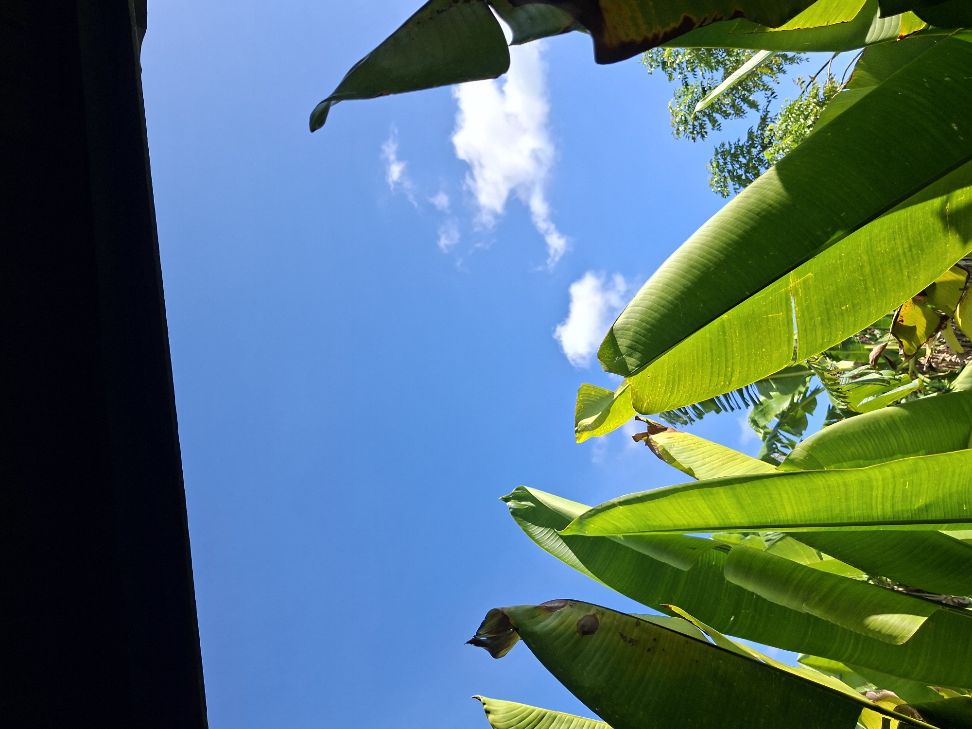 Morning tropical life documented in Lodtunduh, Indonesia