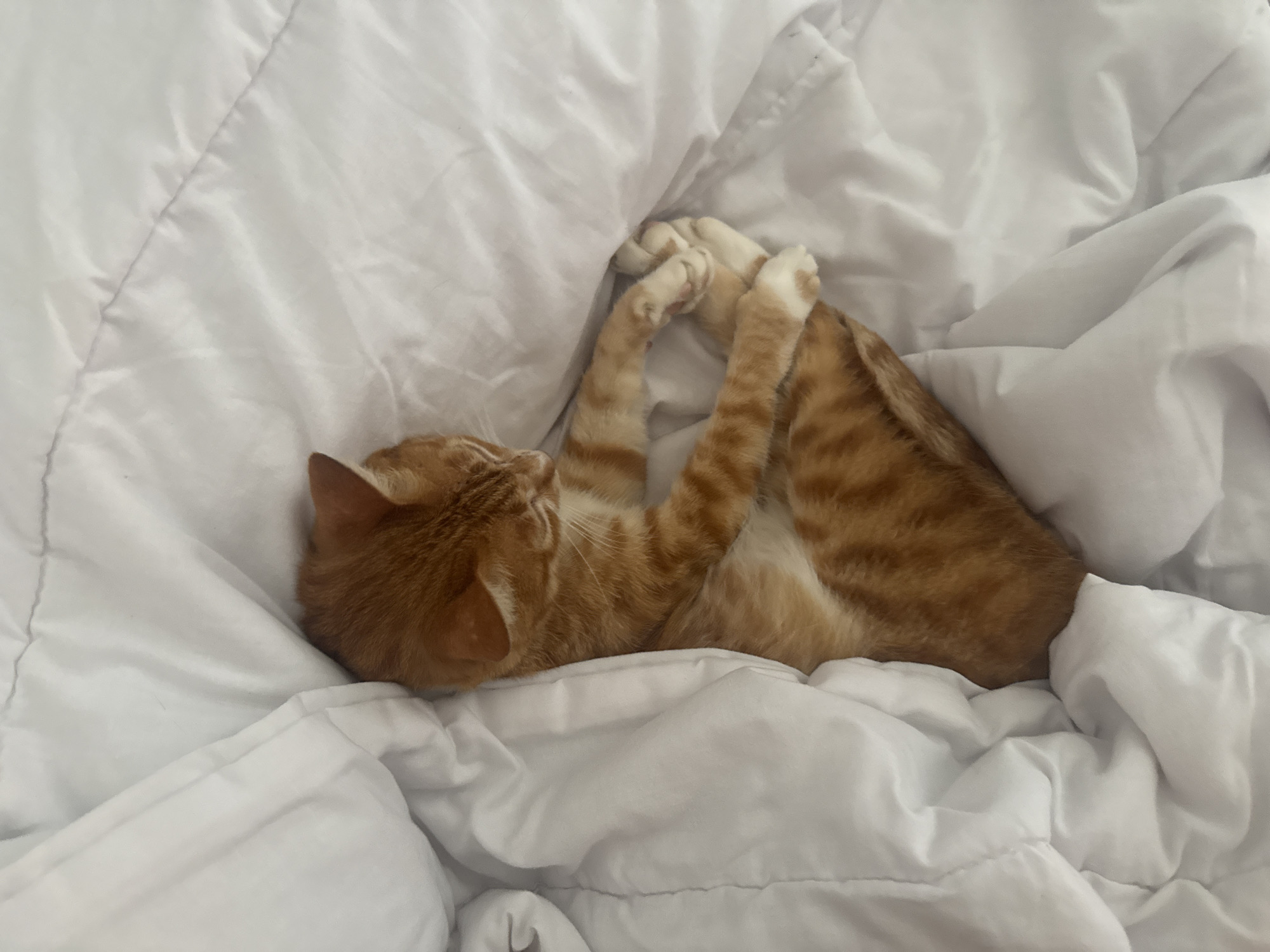 Tabby cat sleeps peacefully on bedspread in Pejeng