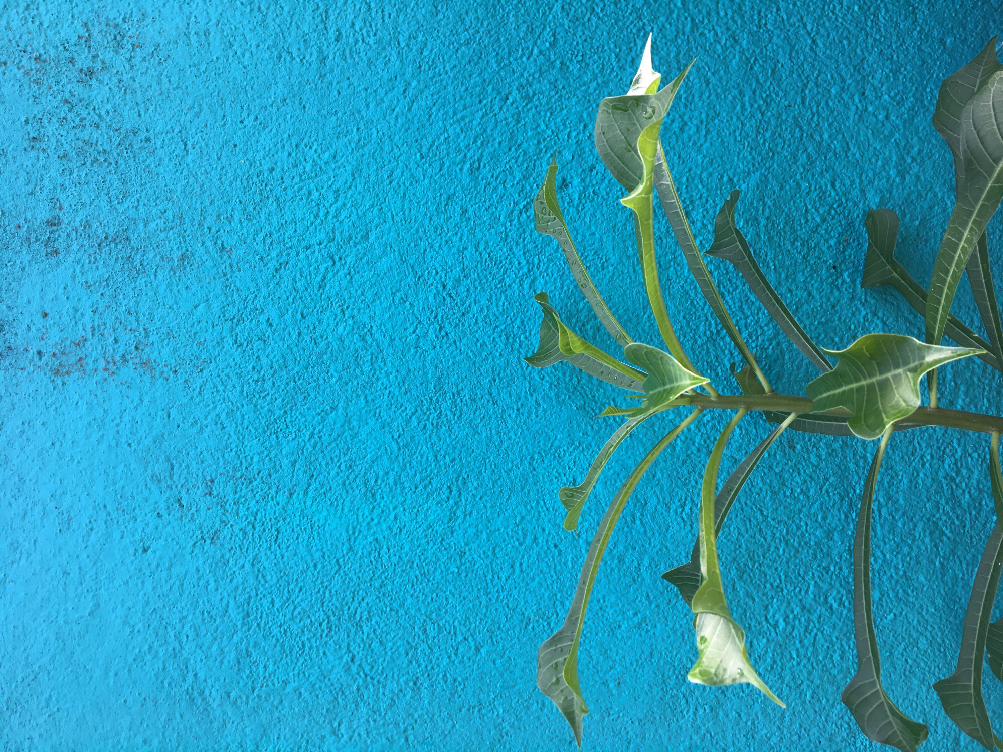 Dawn Documentation: Urban Plants and Weathered Walls Catalogued