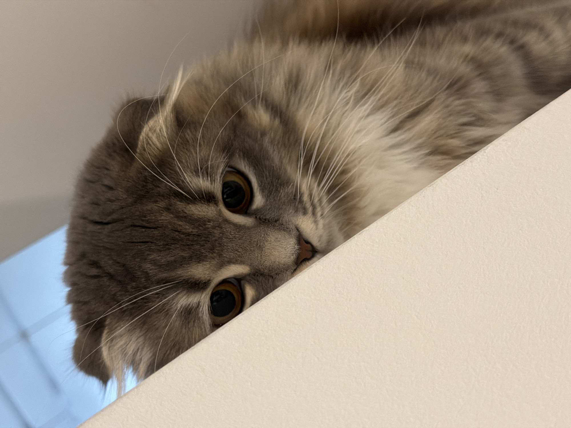 Scottish Fold cat at home in Vovchynets, curious and relaxed