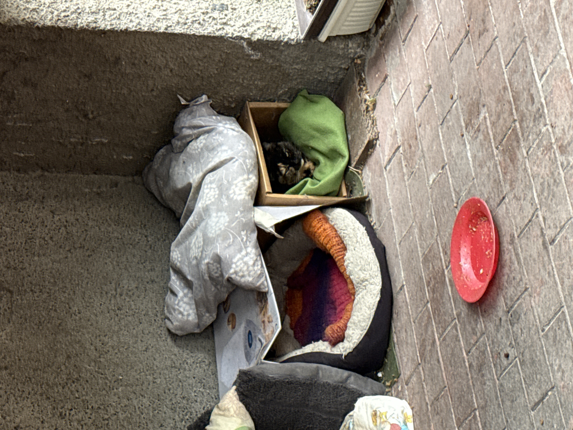 Makeshift cat shelter spotted in Plovdiv alcove