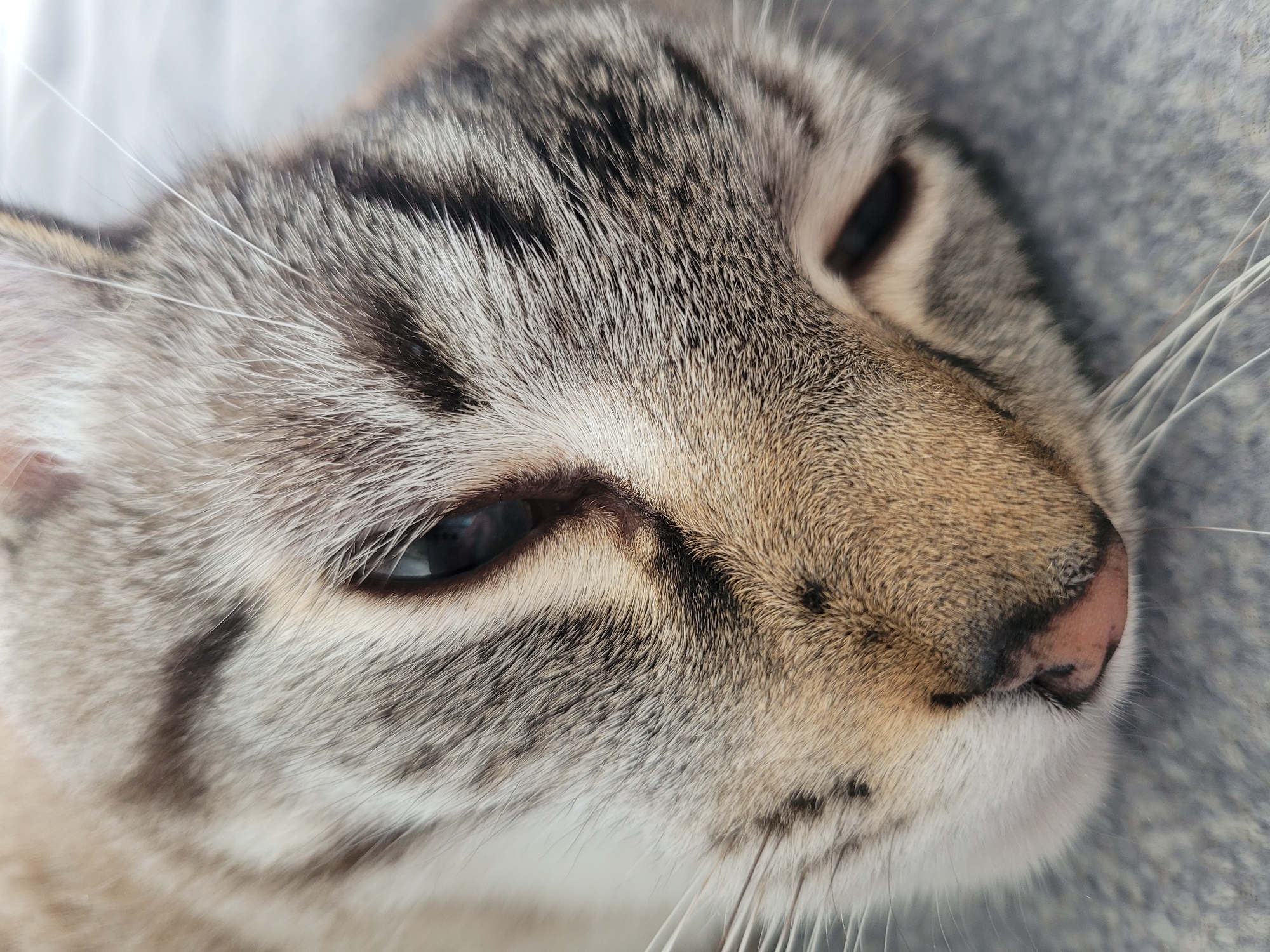 Tabby cat naps near a home desk gaming setup