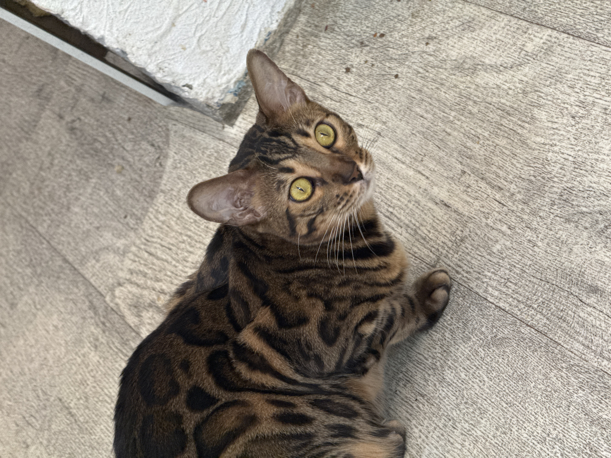 Tolyatti morning: cats, a husky walk, and a robot exhibition