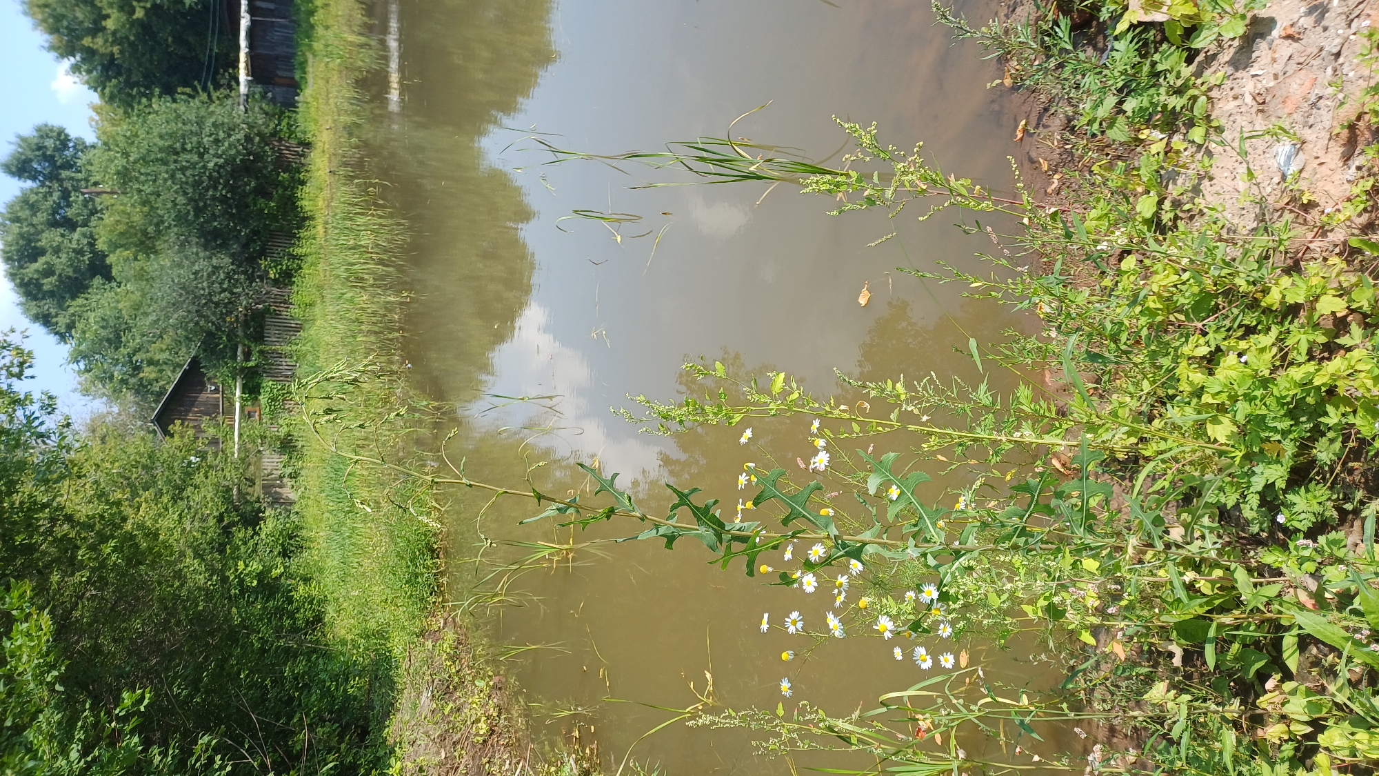Overgrown waterfront edge in Izhevsk, summer morning