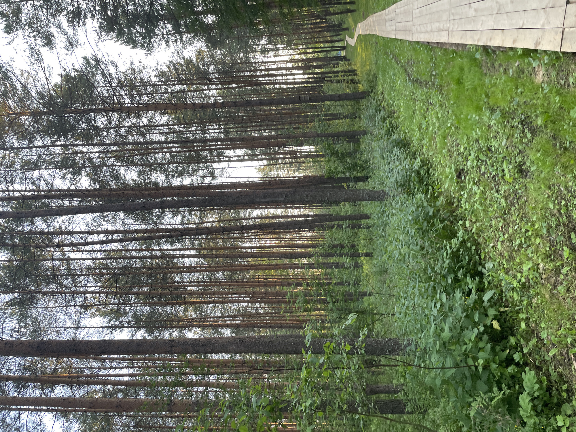 Forest boardwalks and rural roads in Пруды village, Russia