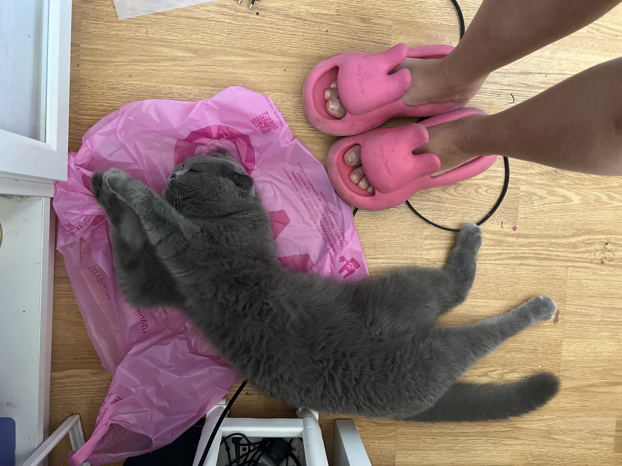 Gray cat lounging on a pink plastic bag in Sochi