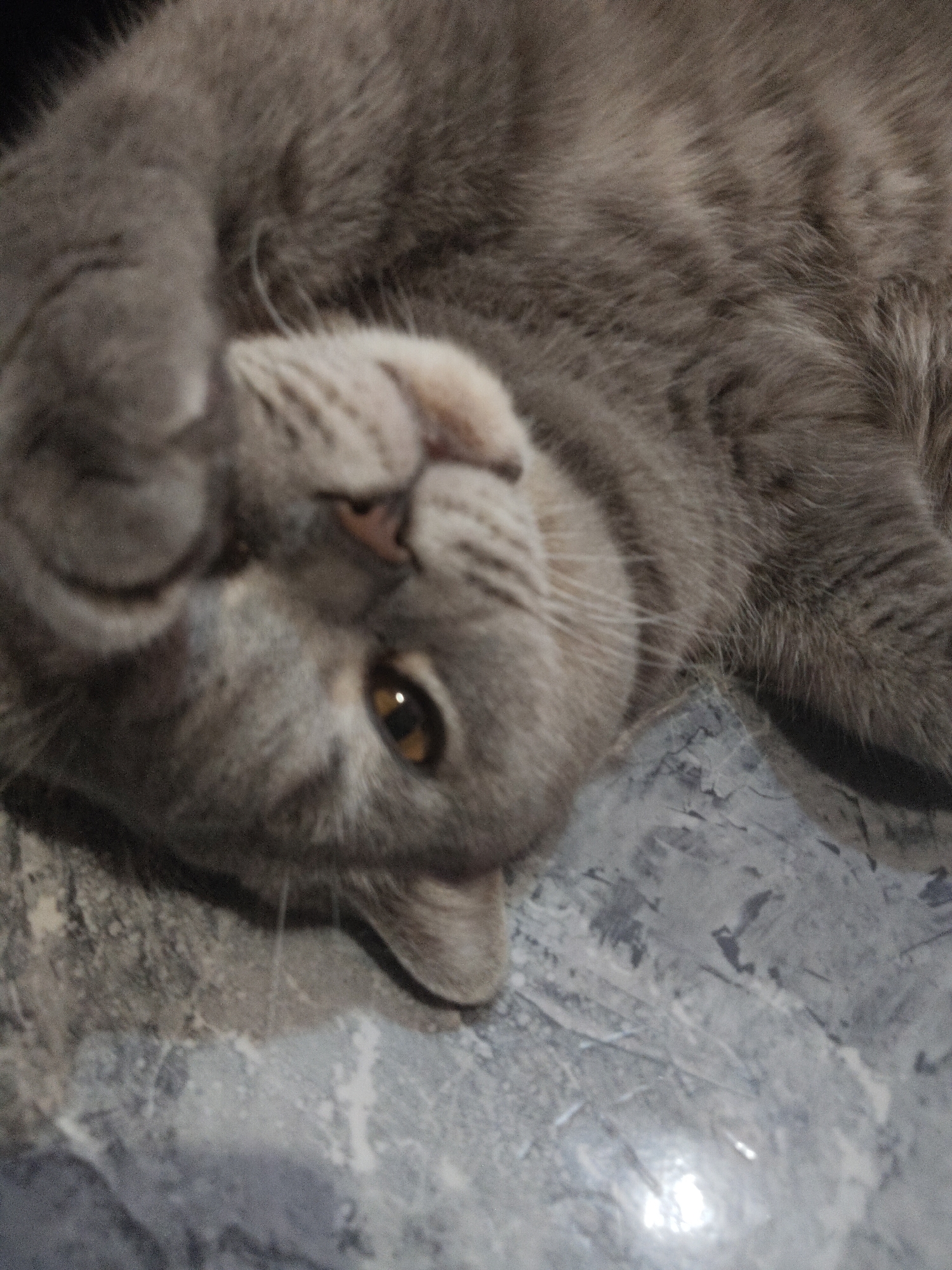 Gray cat plays on marble floor in unknown location