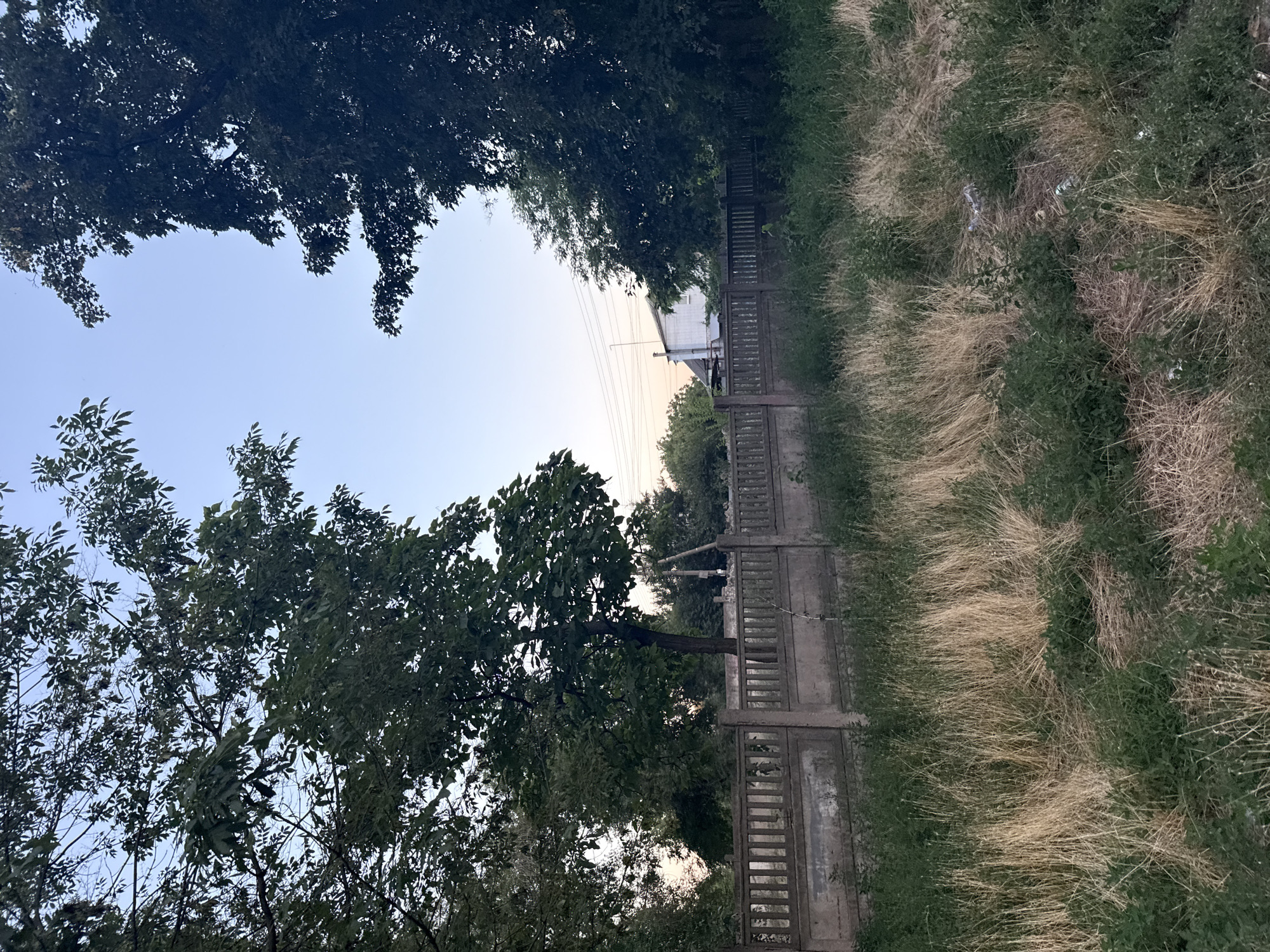 Dog walk through a Zaporizhzhia park at dusk