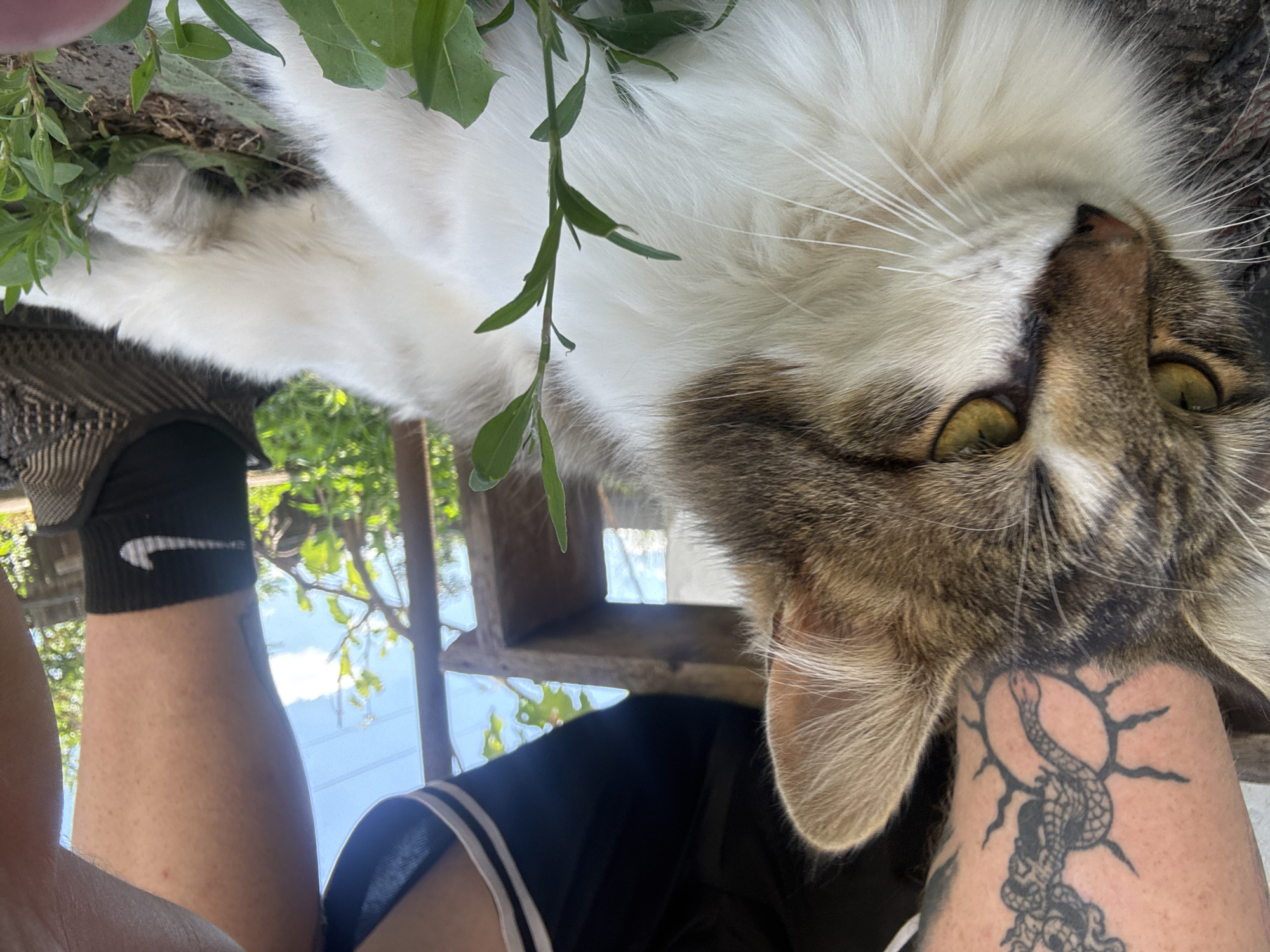 Lazy summer morning: flowers, cats, and open skies