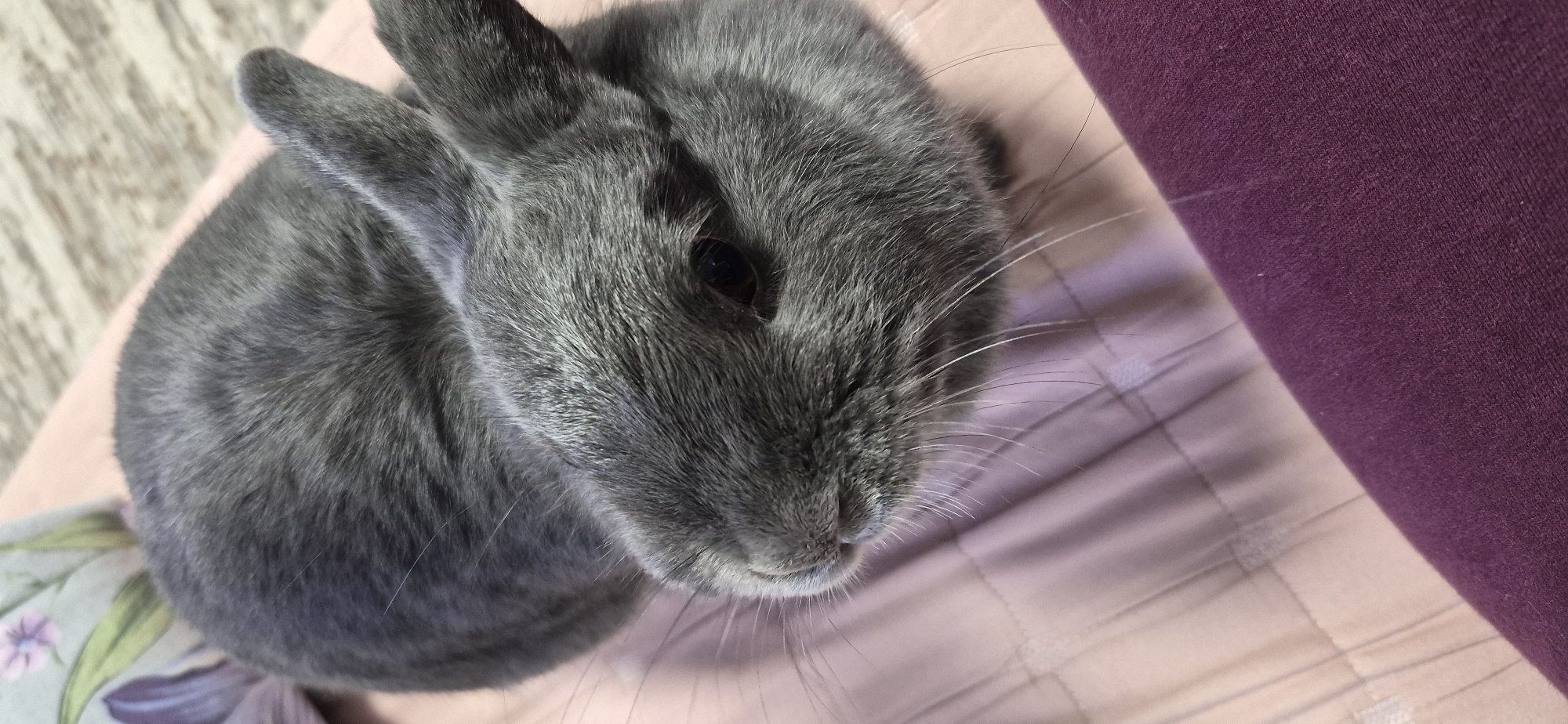 Grey rabbit chilling indoors in Ussurijsk, Russia