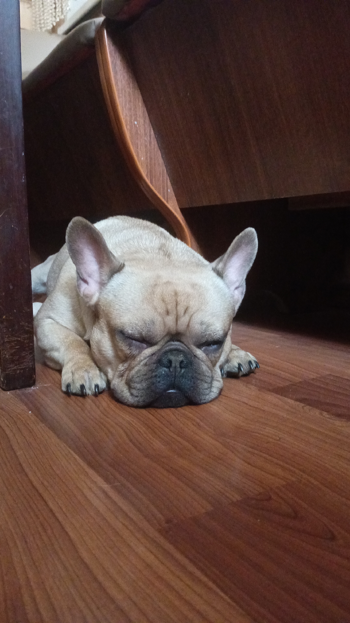 French Bulldog rests peacefully on floor in Russian home