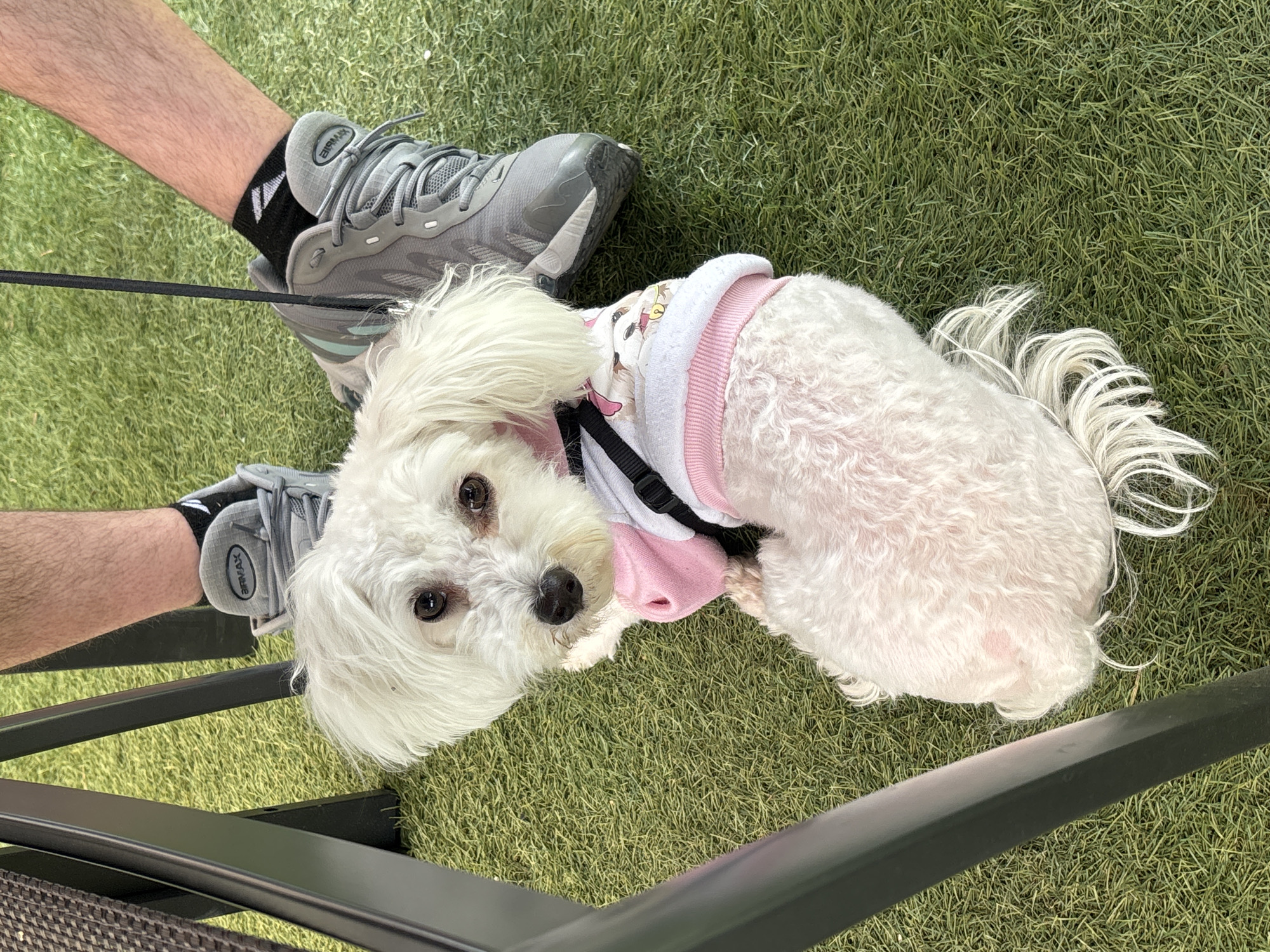 Small white dog in pink shirt photographed on artificial turf