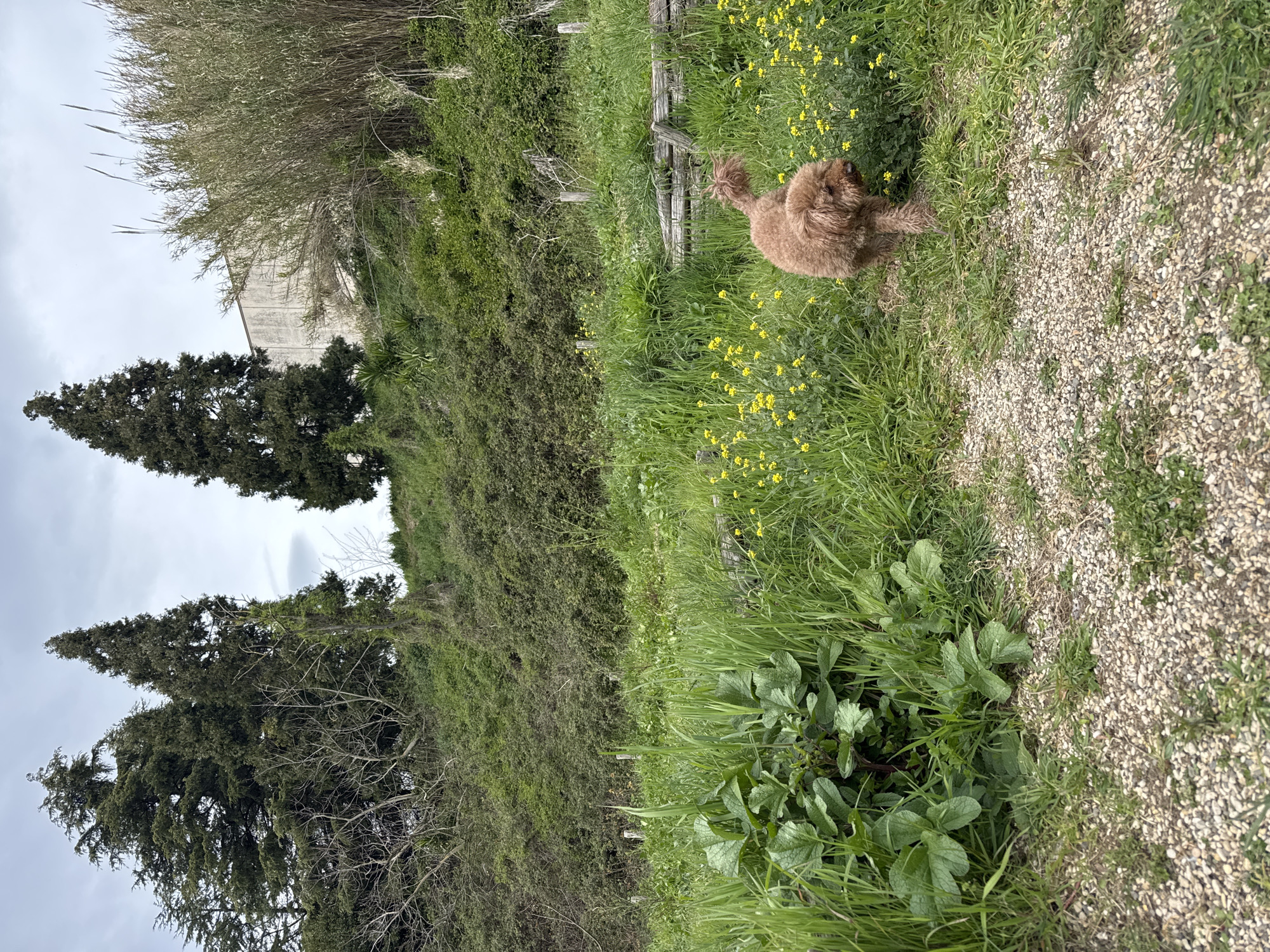 Brown dogs spotted in Italian parks near playgrounds