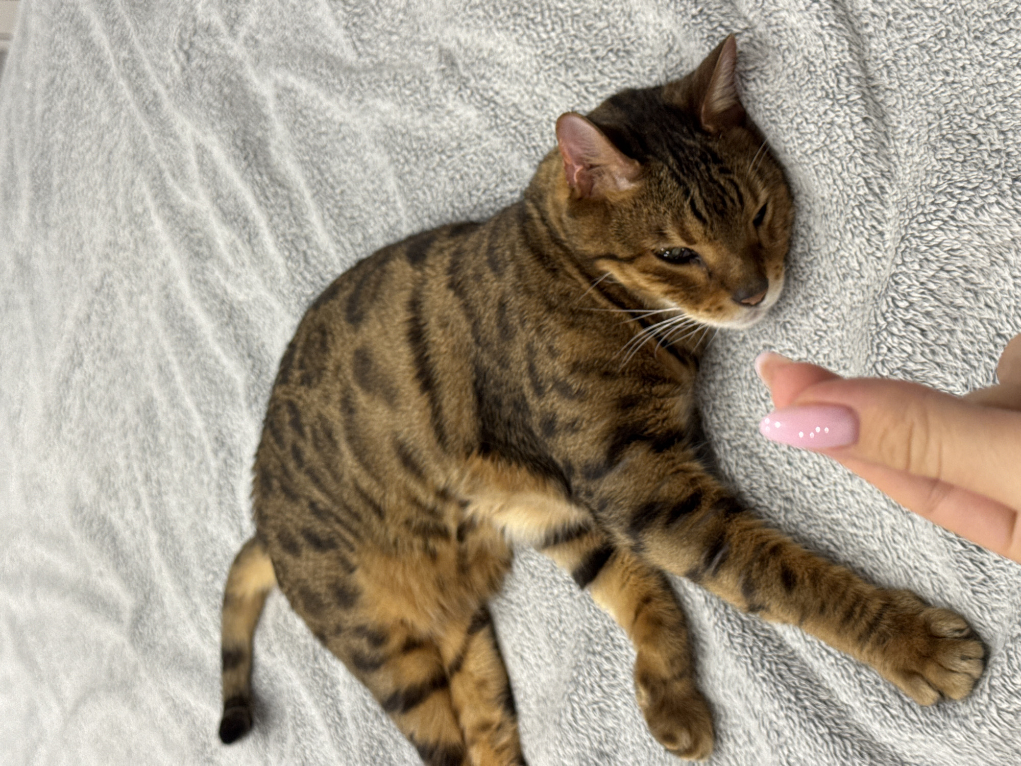 Bengal cat fully relaxed on a gray blanket