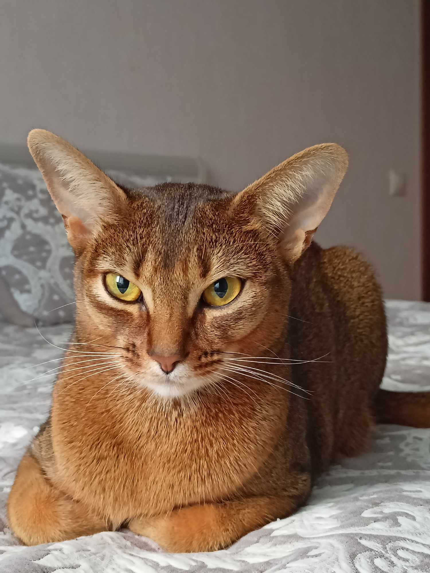 Abyssinian cat at rest on patterned bedding, Volgodonsk