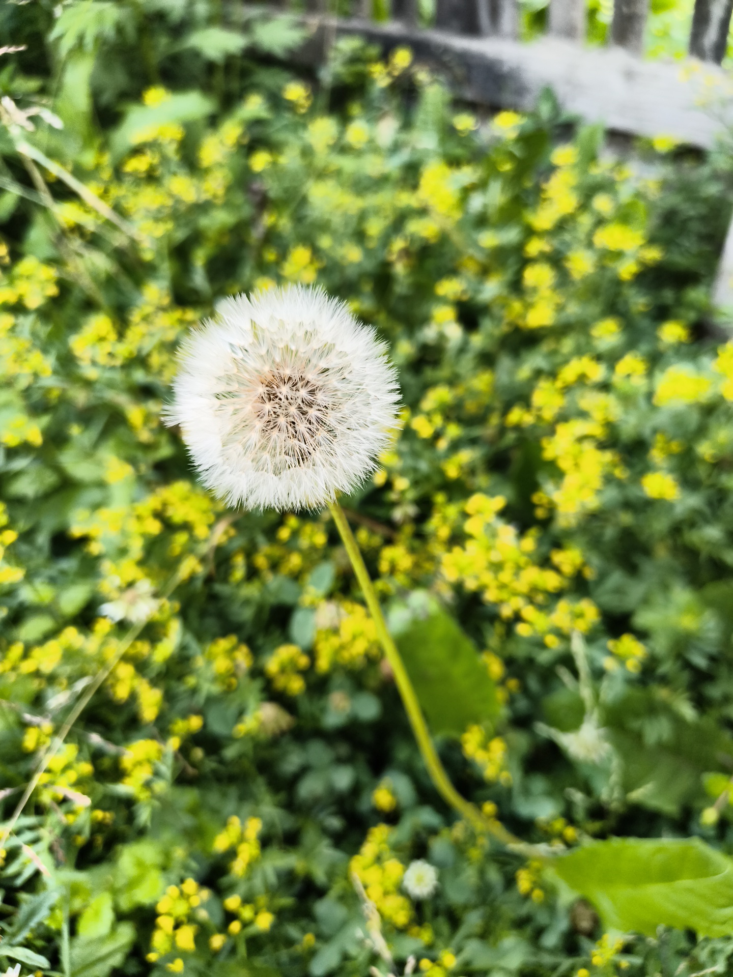 Lazy summer afternoon details from Mayma, Russia