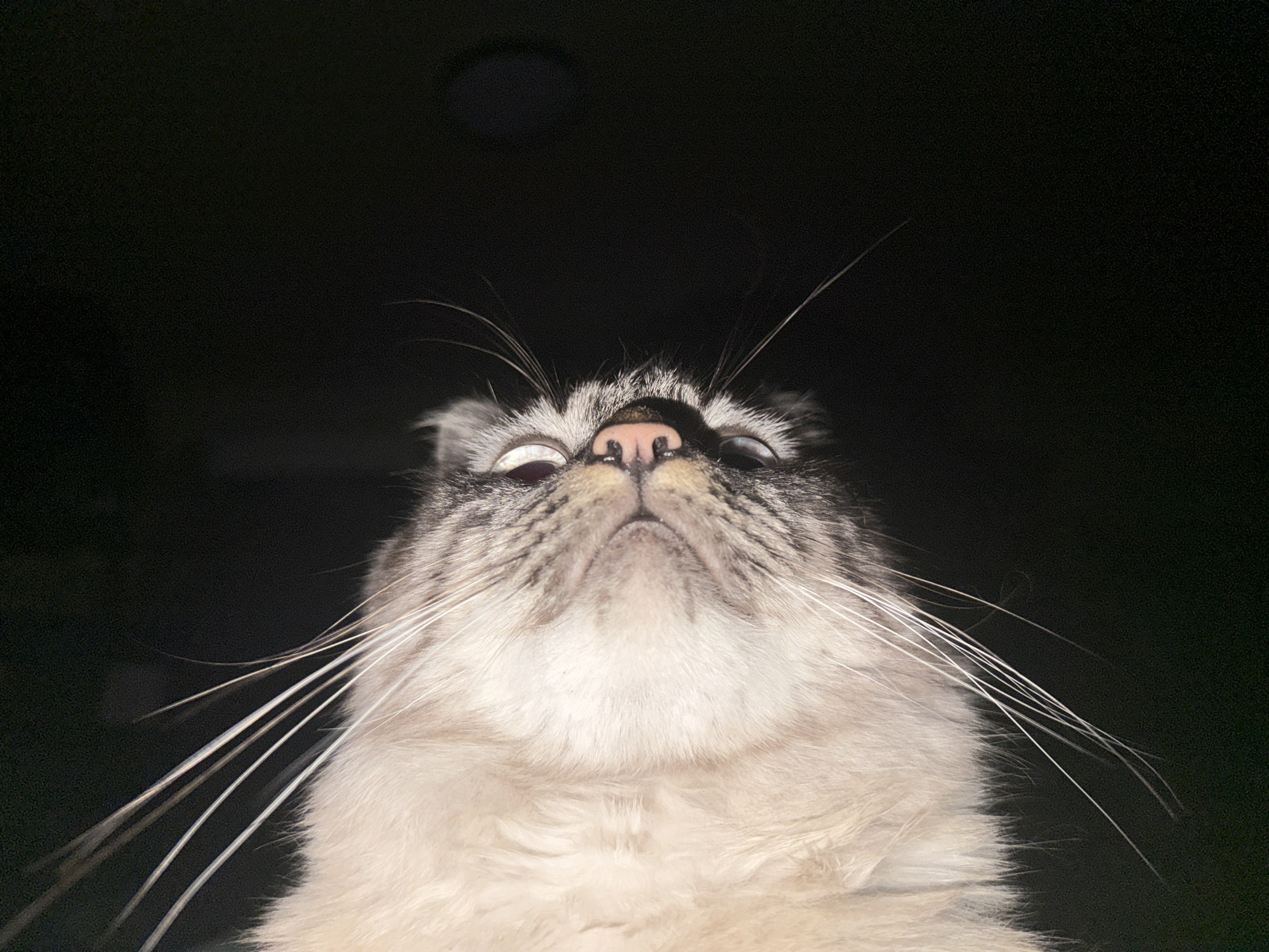 Cat photographed in early morning hours in Puebla, Mexico