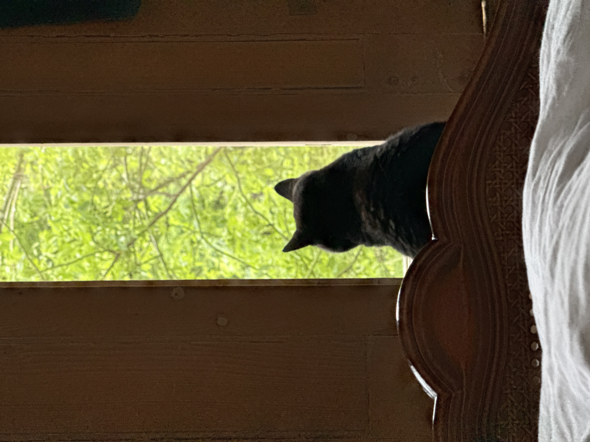 Black cat spotted peering through London window at dawn