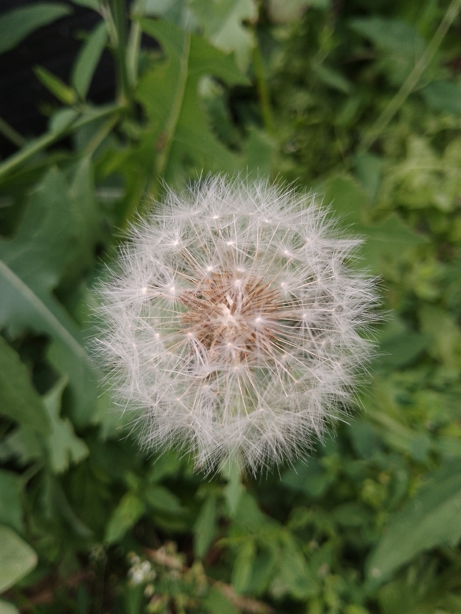 Kittens, dogs, wildflowers, and summer nature scenes