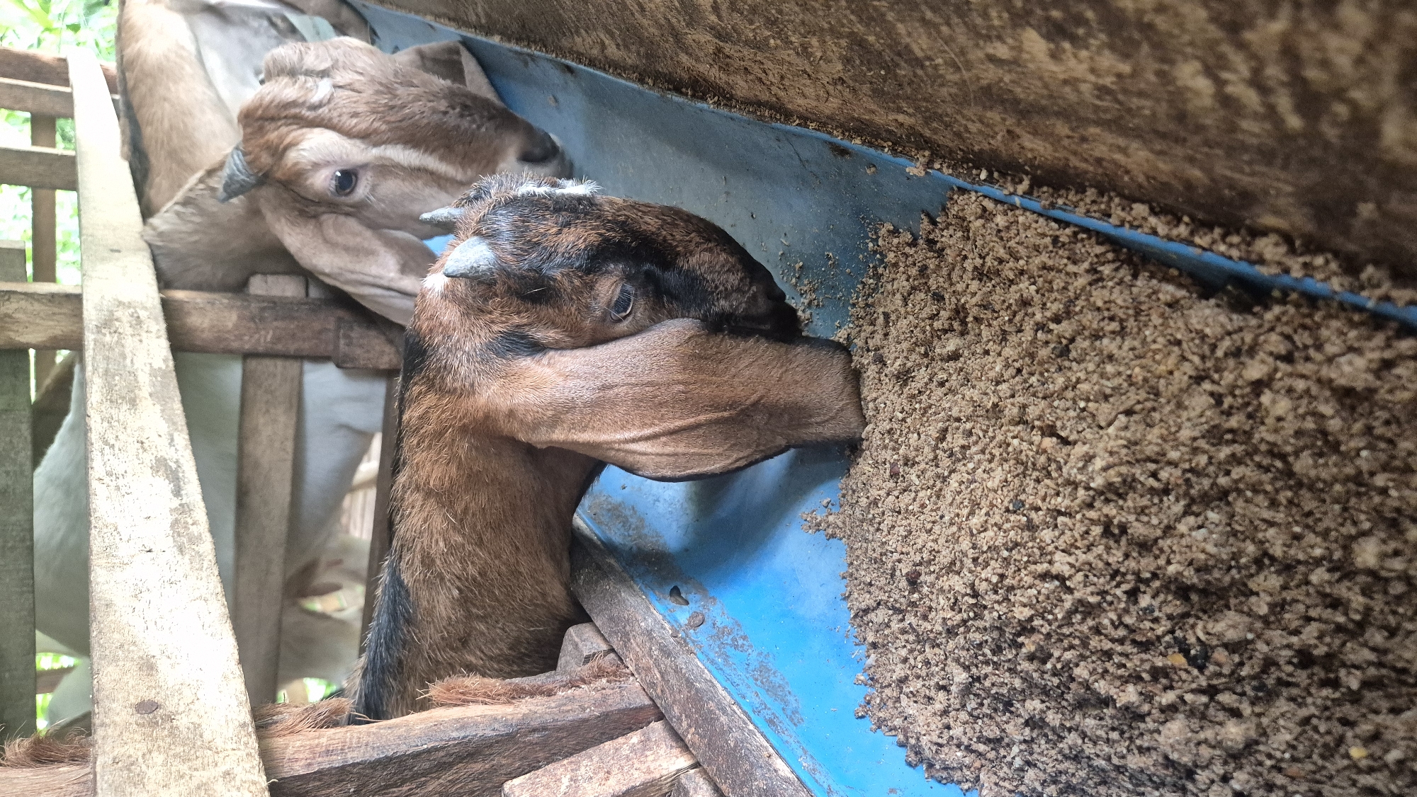 Goats feeding at a wooden pen in Mee, Indonesia
