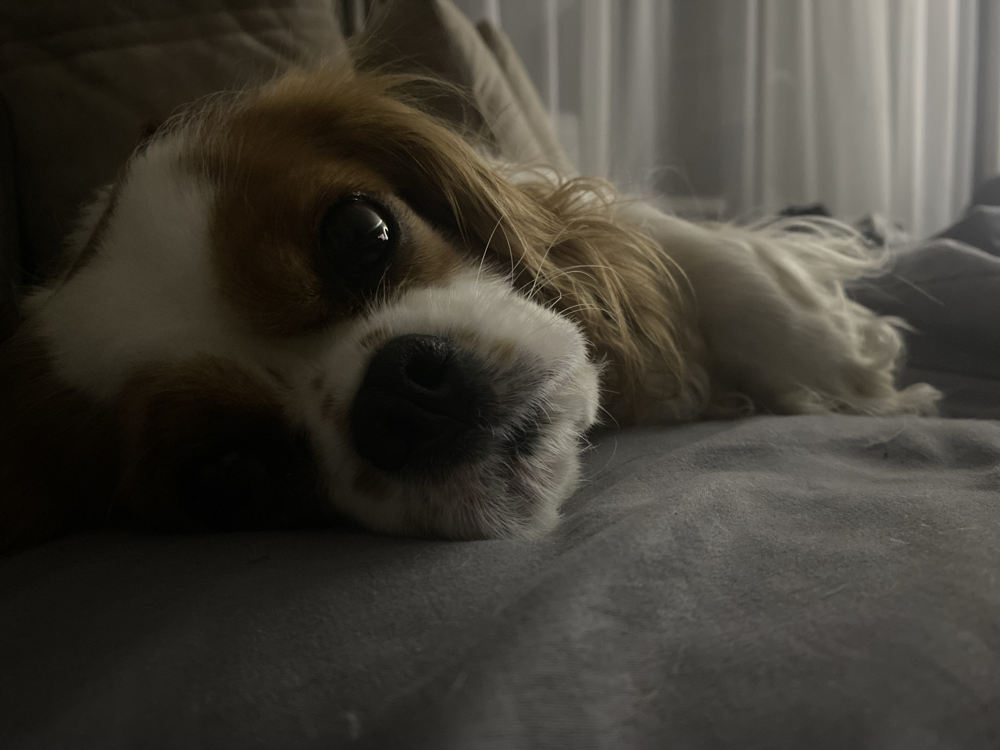 Evening home life with pets and personal belongings documented