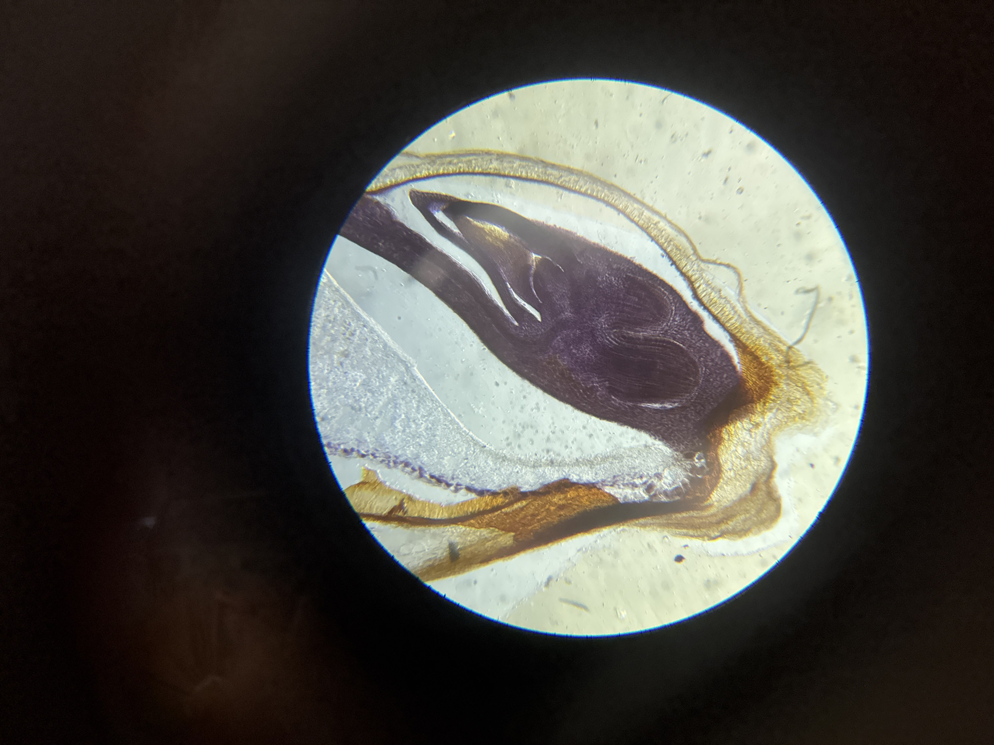 Early morning microscopy session documents biological specimens in Chaikovsky