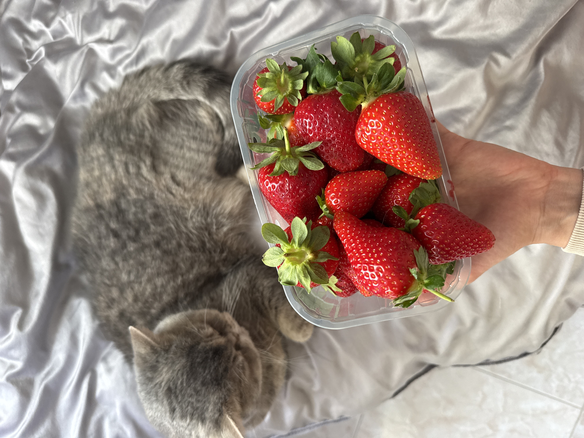 Cat rests beside strawberries in Bulgarian coastal town
