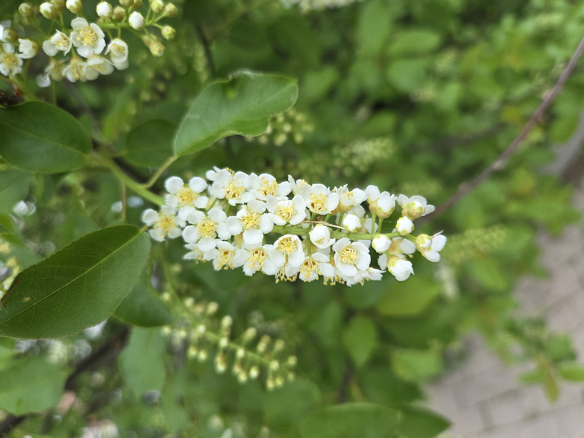 Spring blooms documented across unknown urban area in May