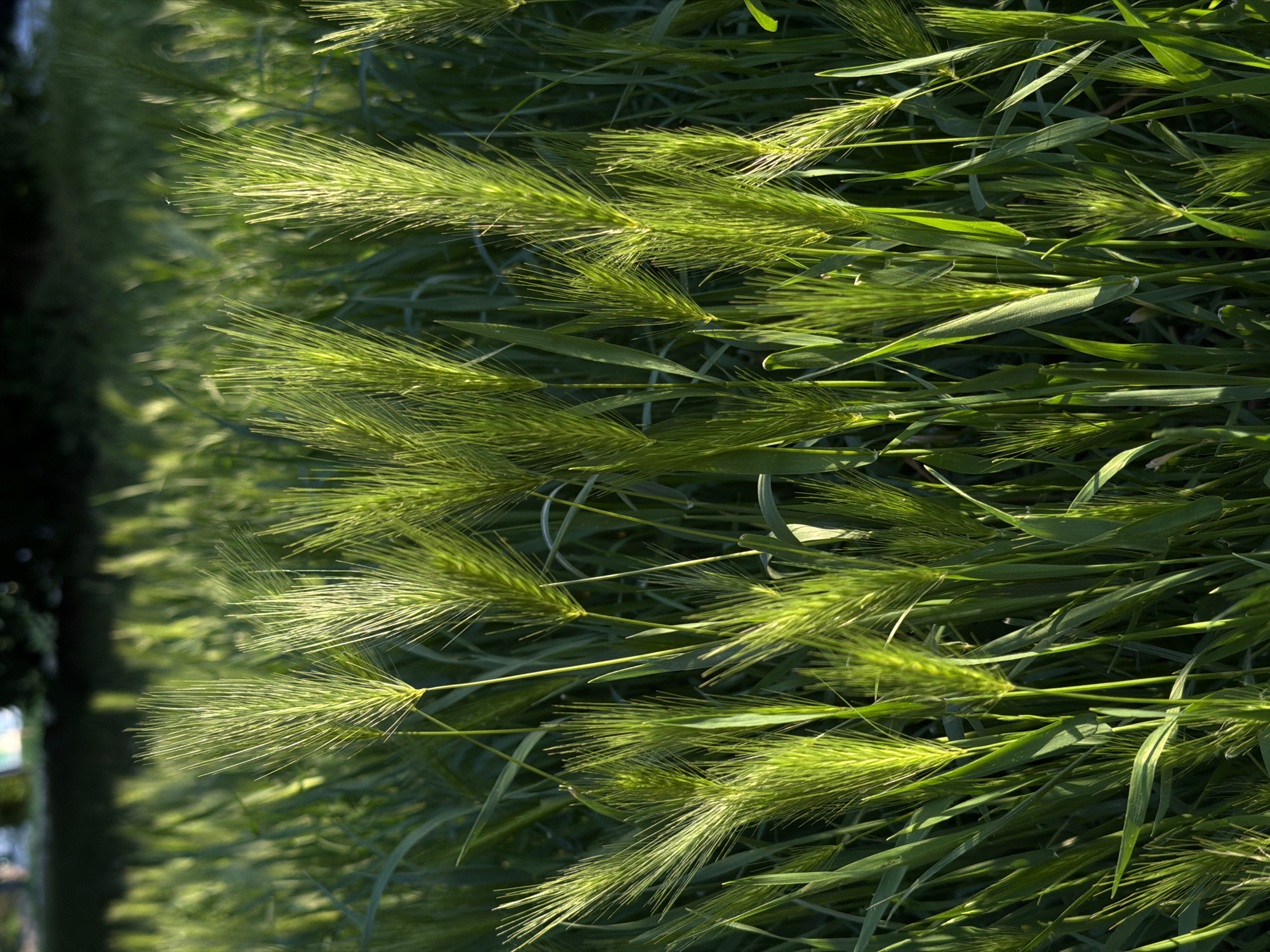 Evening walk through grassy fields documented in Belgrade suburb