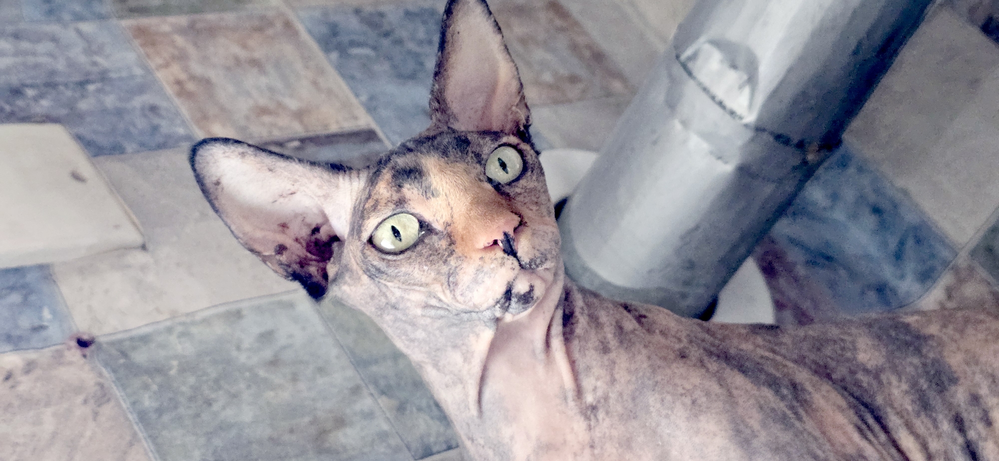 Sphynx cat portrait series shot in Baku