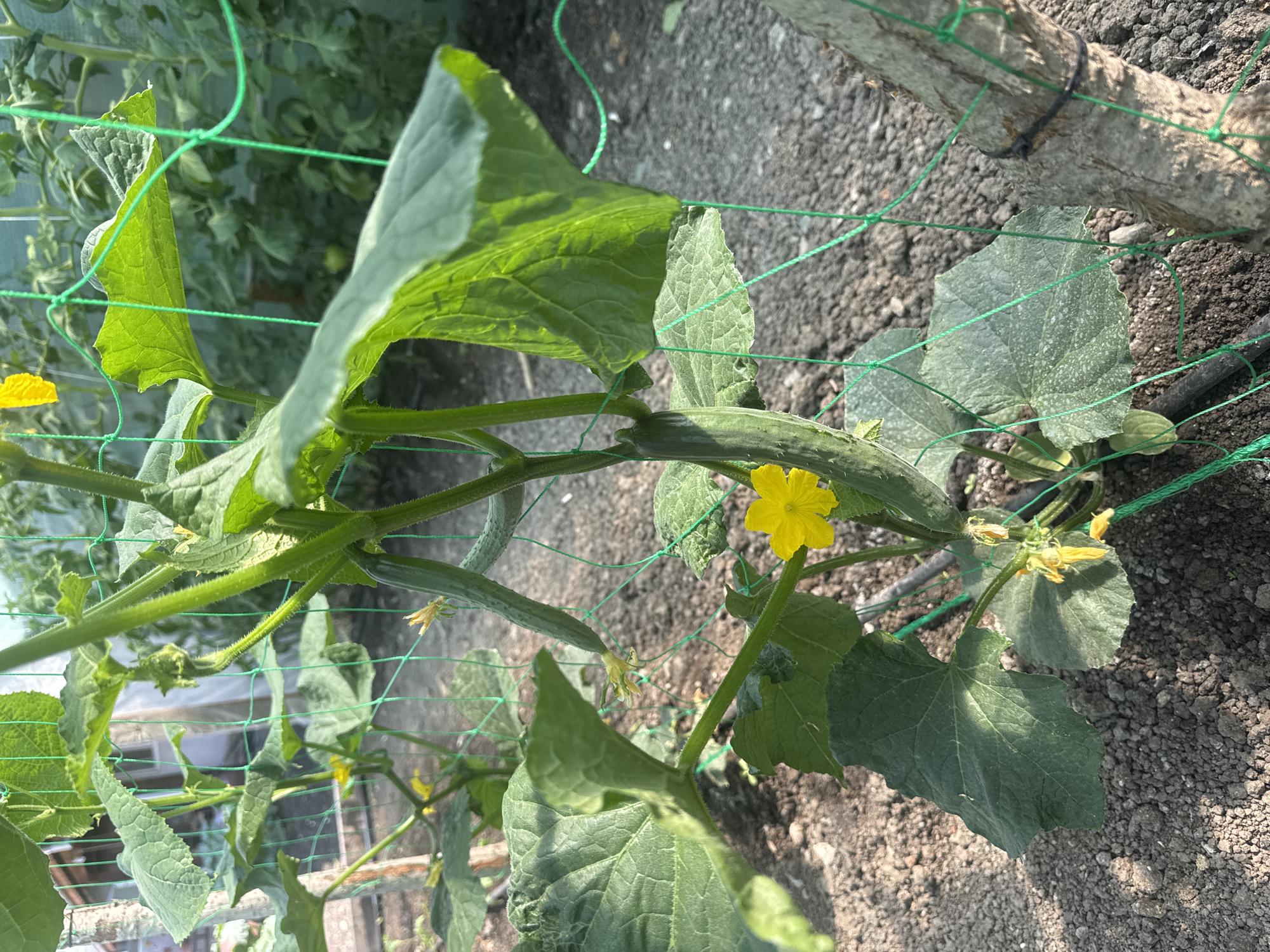Morning Farm Operations Documented in Sarnevo, Bulgaria