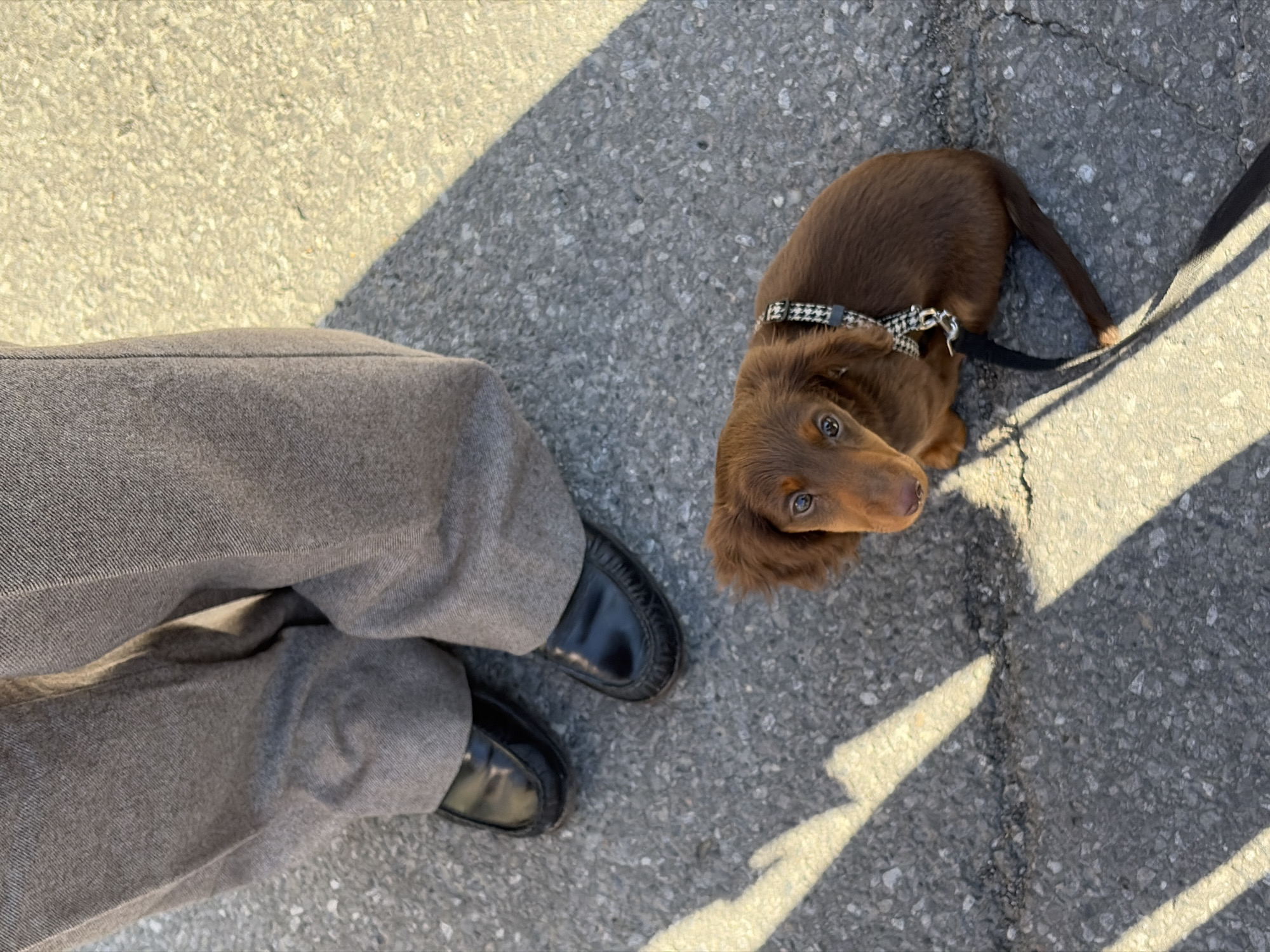 Street musicians draw crowds with dogs in Montreal sidewalk concert