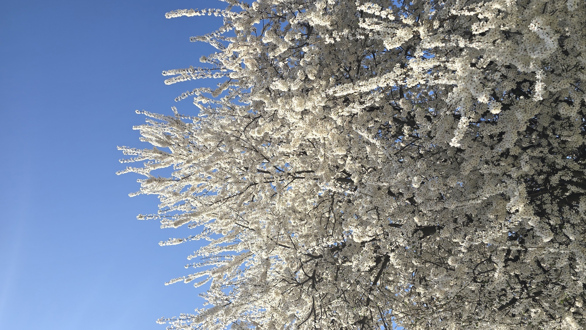 Spring blooms captured in Mramor, Bulgaria