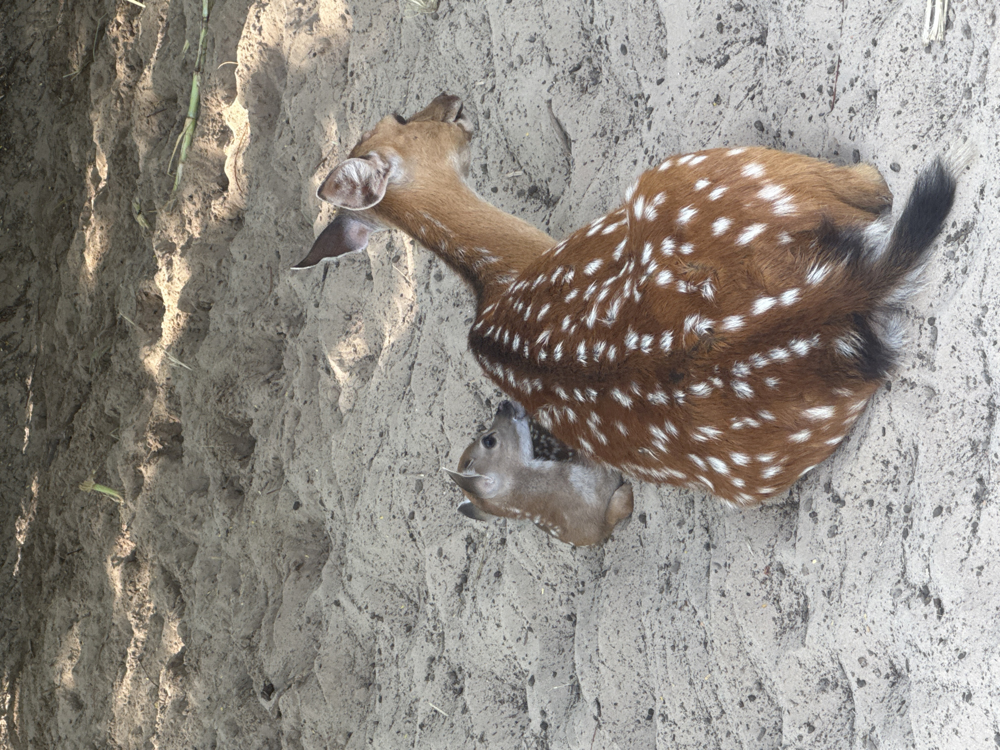 Animals at a wildlife facility in Dong Ninh Hoa Ward, Vietnam