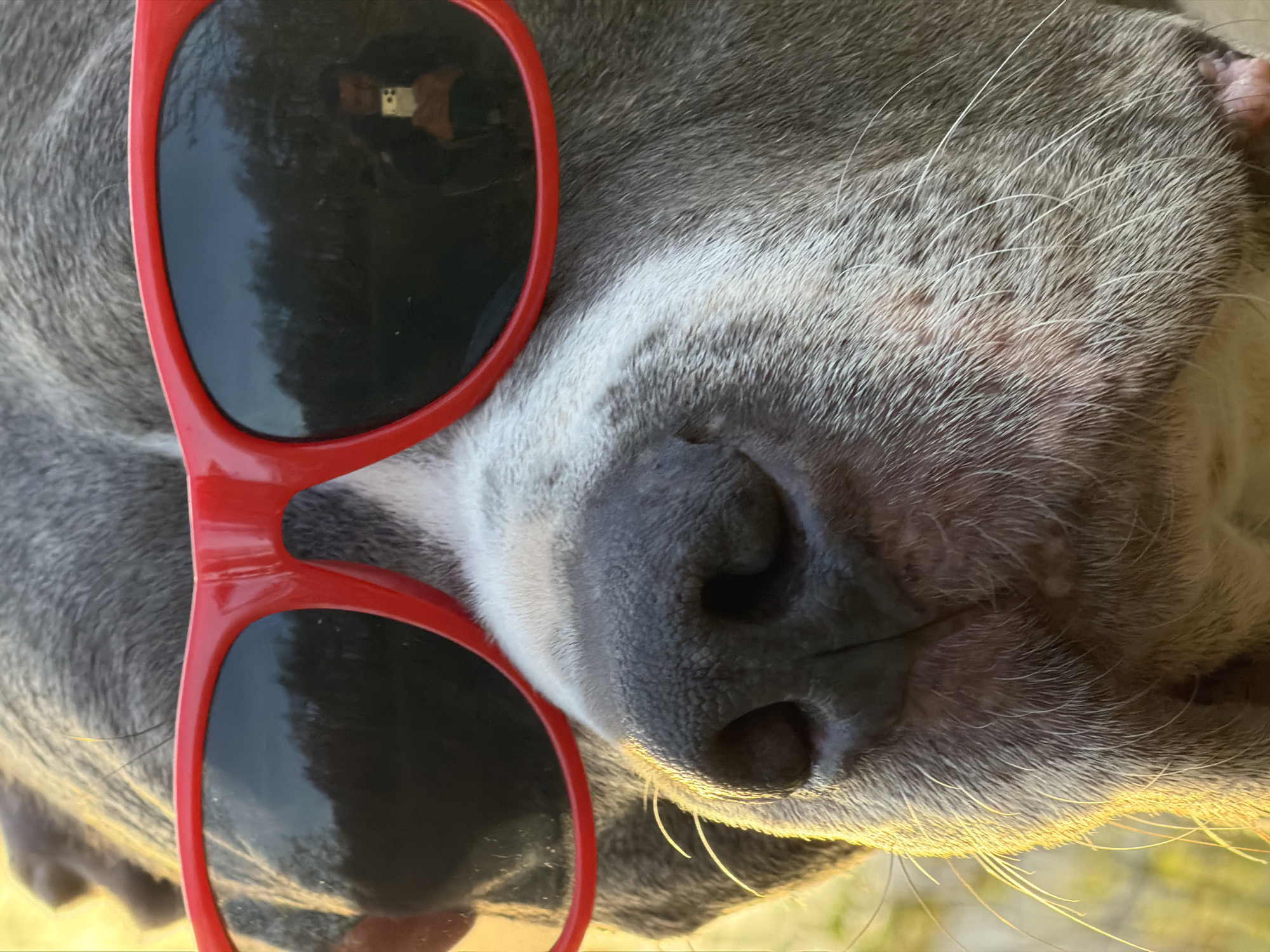 Gray pitbull spotted wearing red sunglasses in Luxembourg