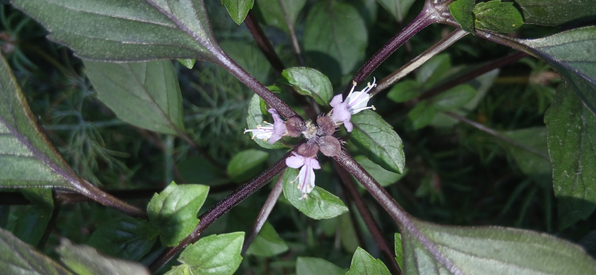 Garden plants and flowers up close in Andijan, Uzbekistan