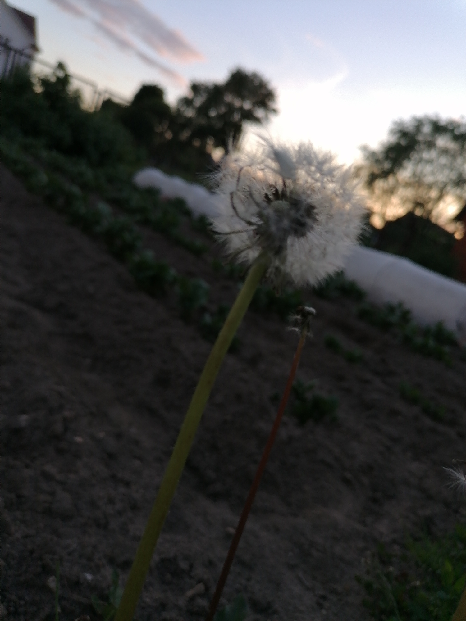 Girl in pink cap explores flower field at dusk