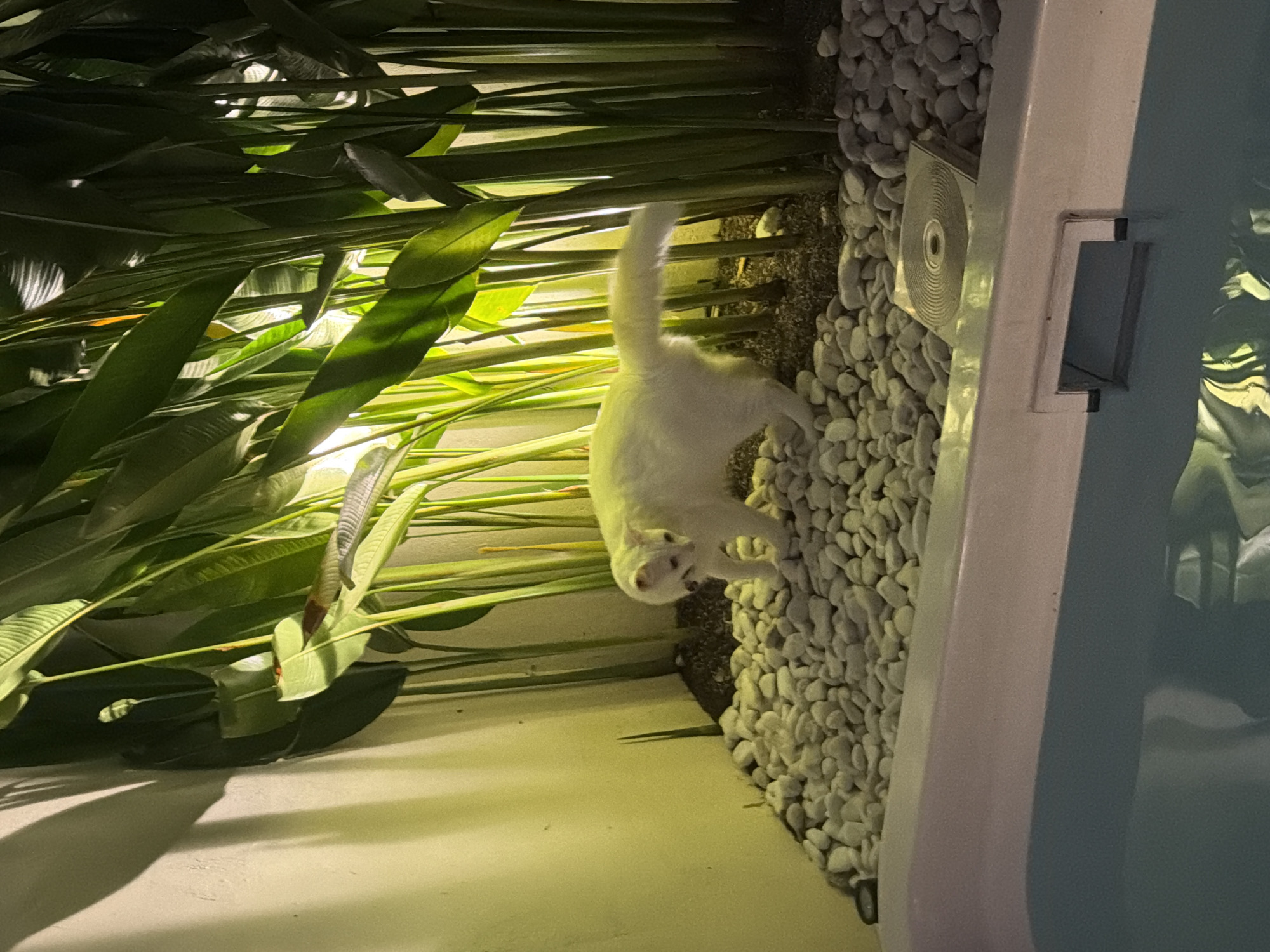 Domestic cats observed in routine indoor activities