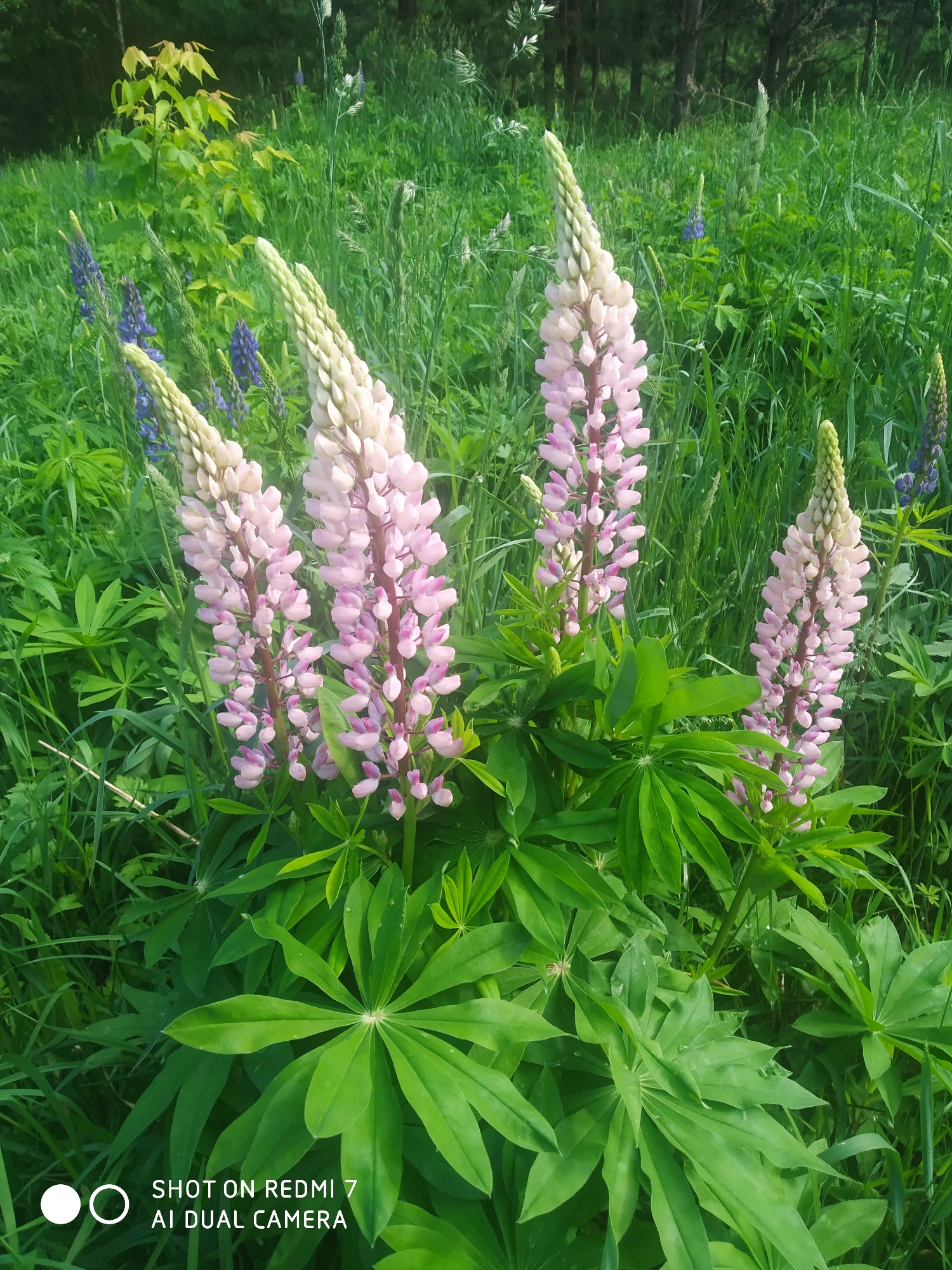 Wildflowers bloom across Chaikovsky, Russia in early summer display