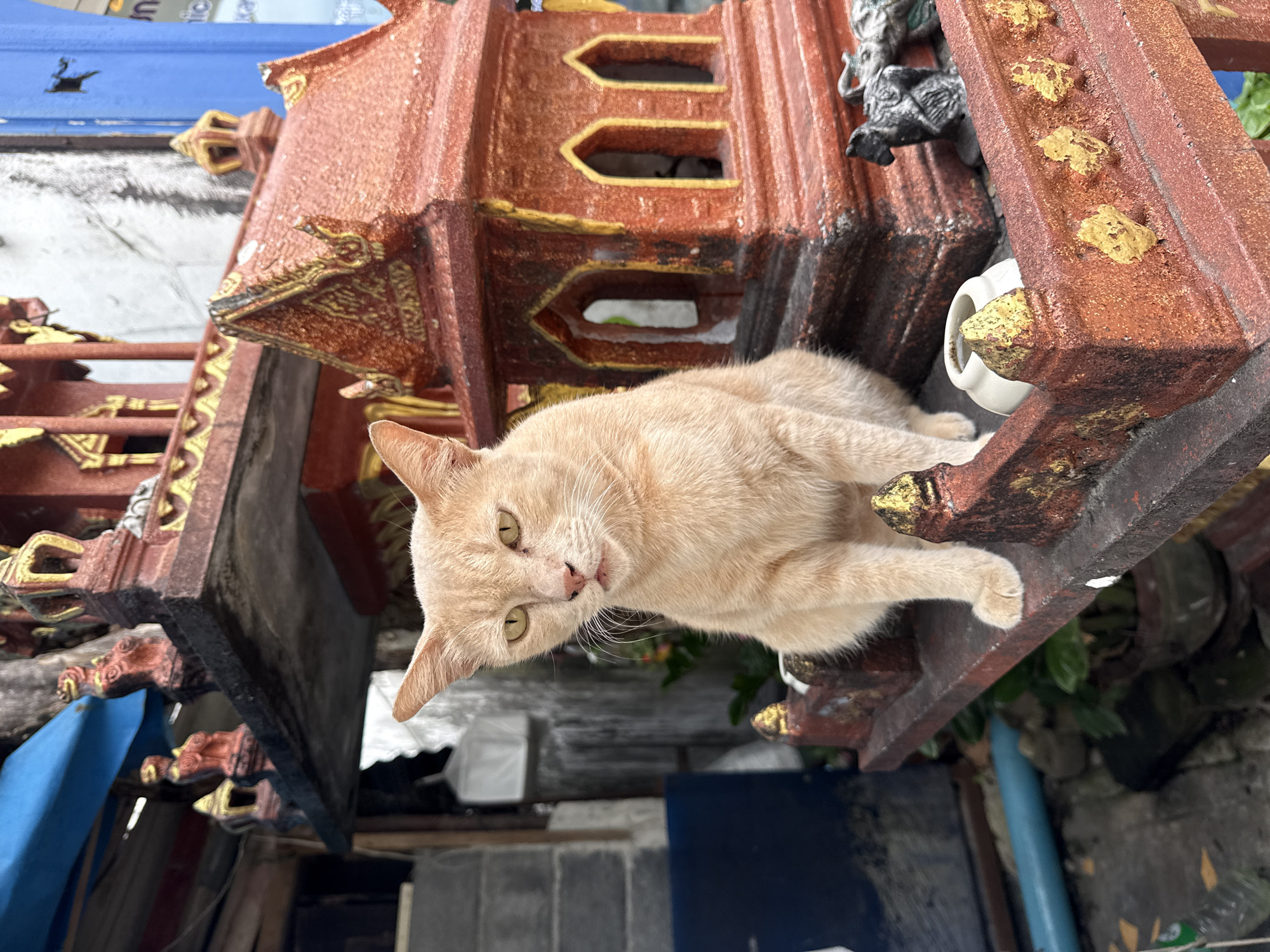 Ginger cat on a spirit house, street selfies in Karon