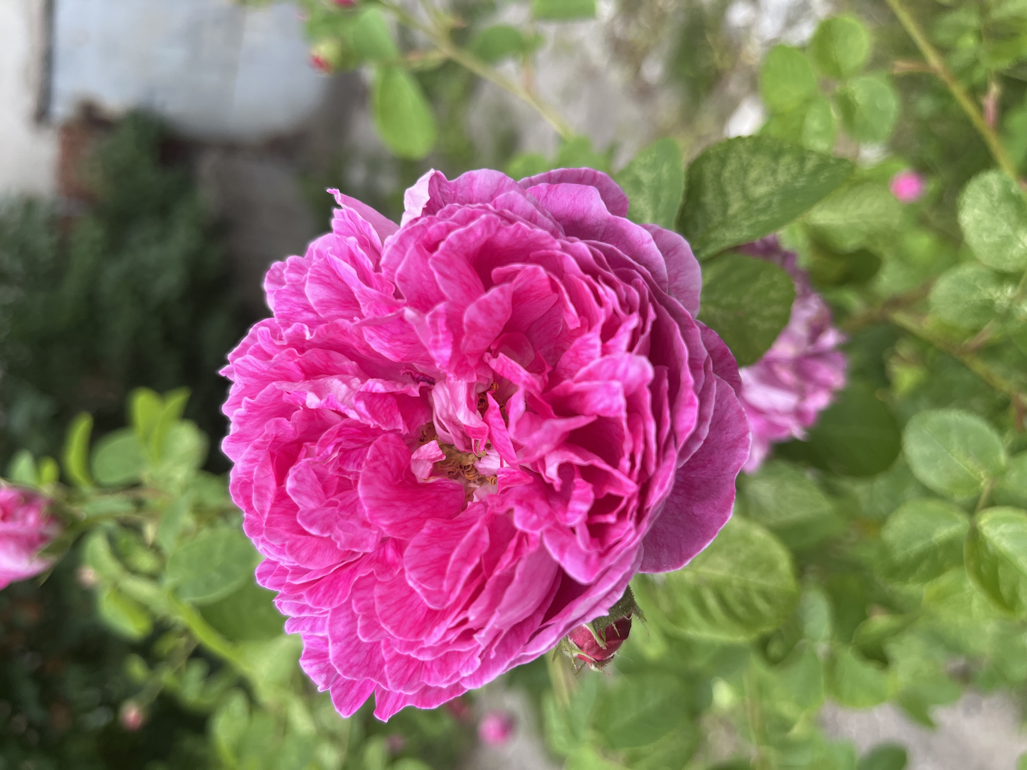 Kaliningrad park: flowers, waterways, and a pedal boat
