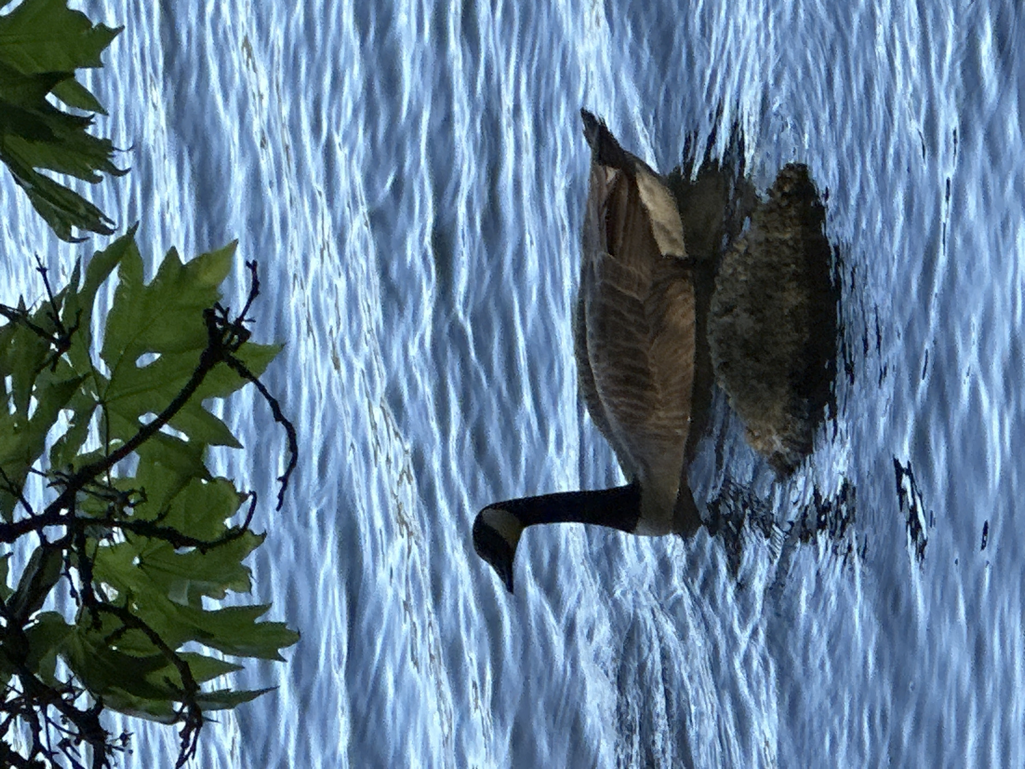 Canada goose spotted swimming near Port Moody waters