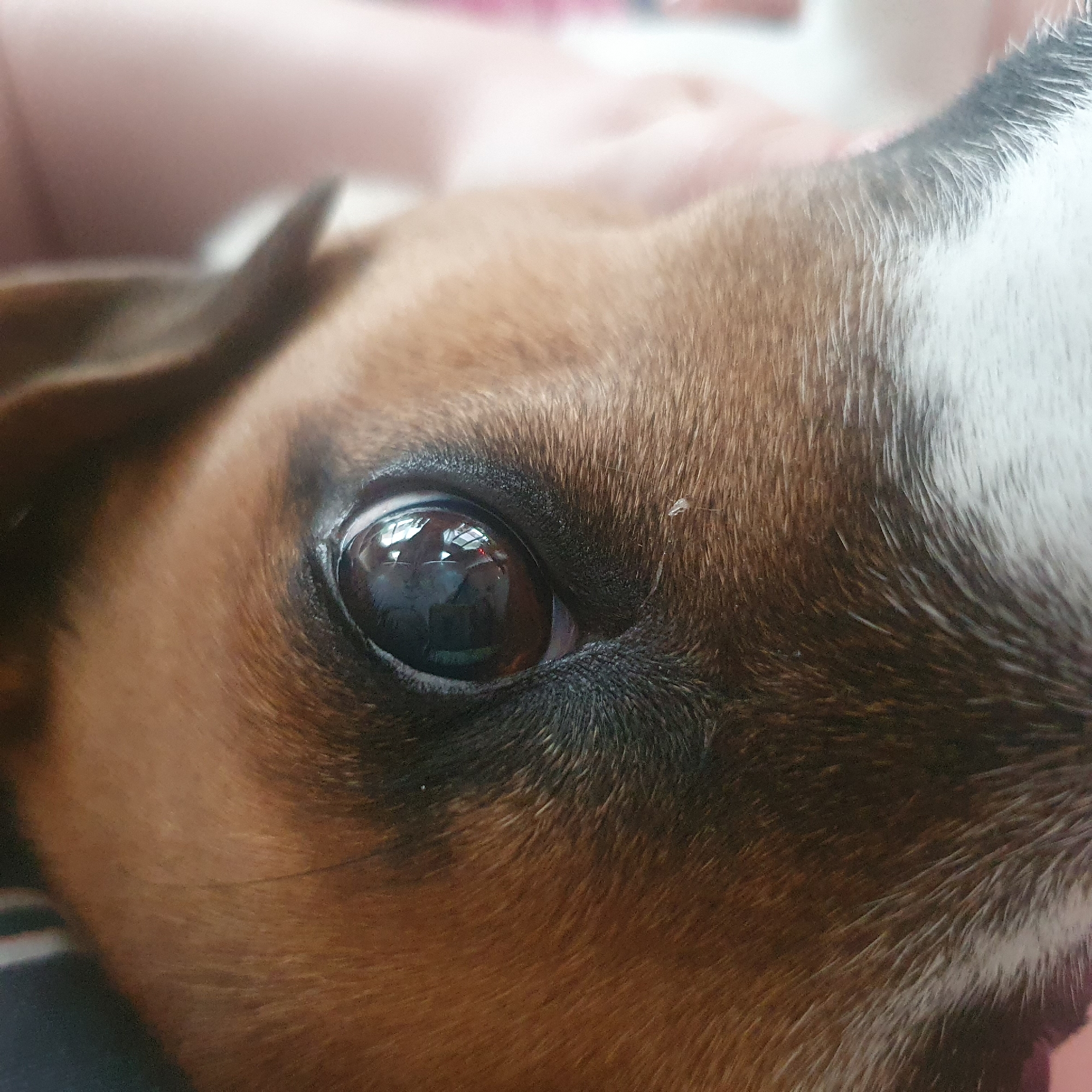 Morning pet moments captured in Chaikovsky household