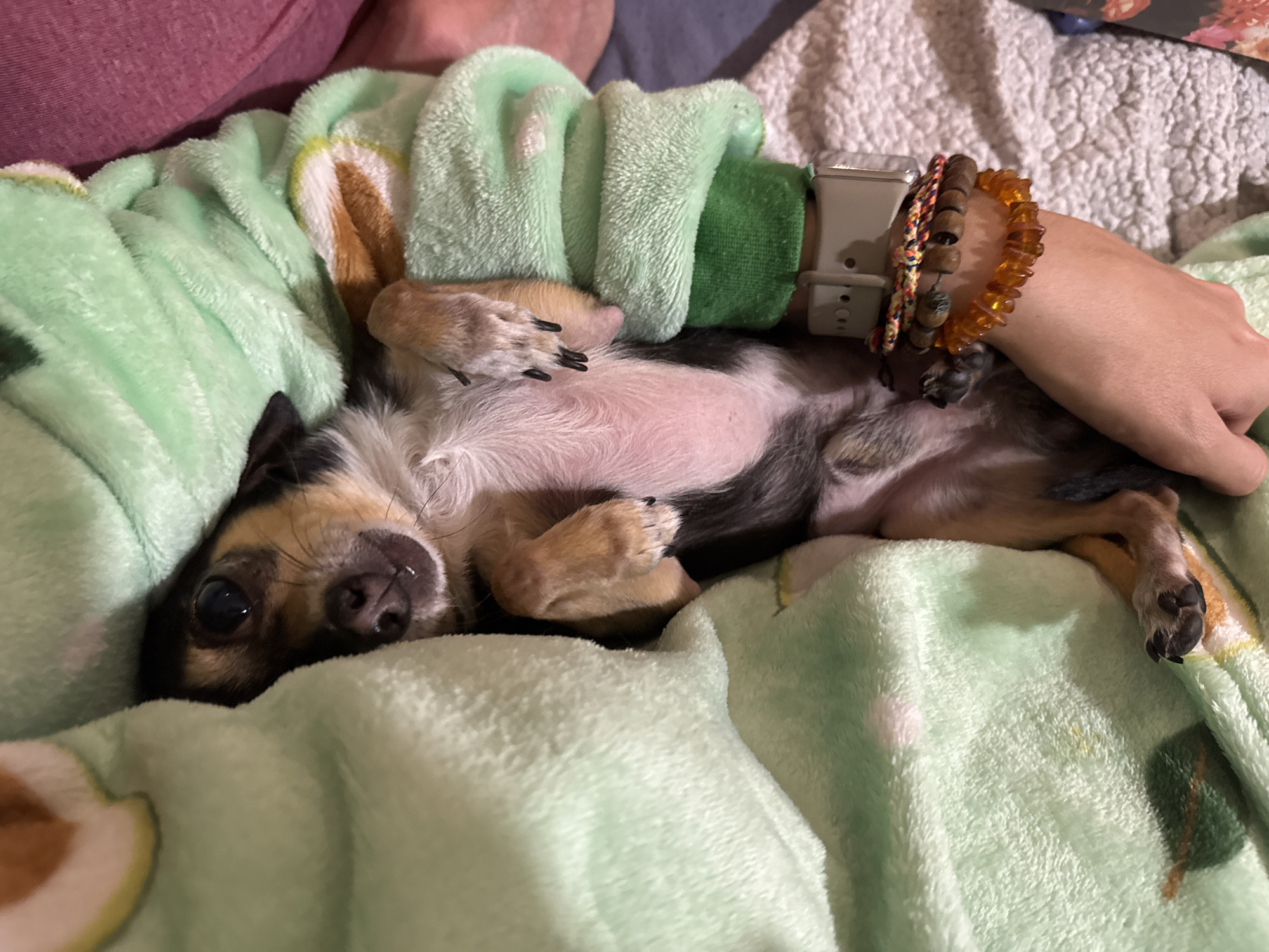 Sofia resident shares quiet evening moment with beloved small dog